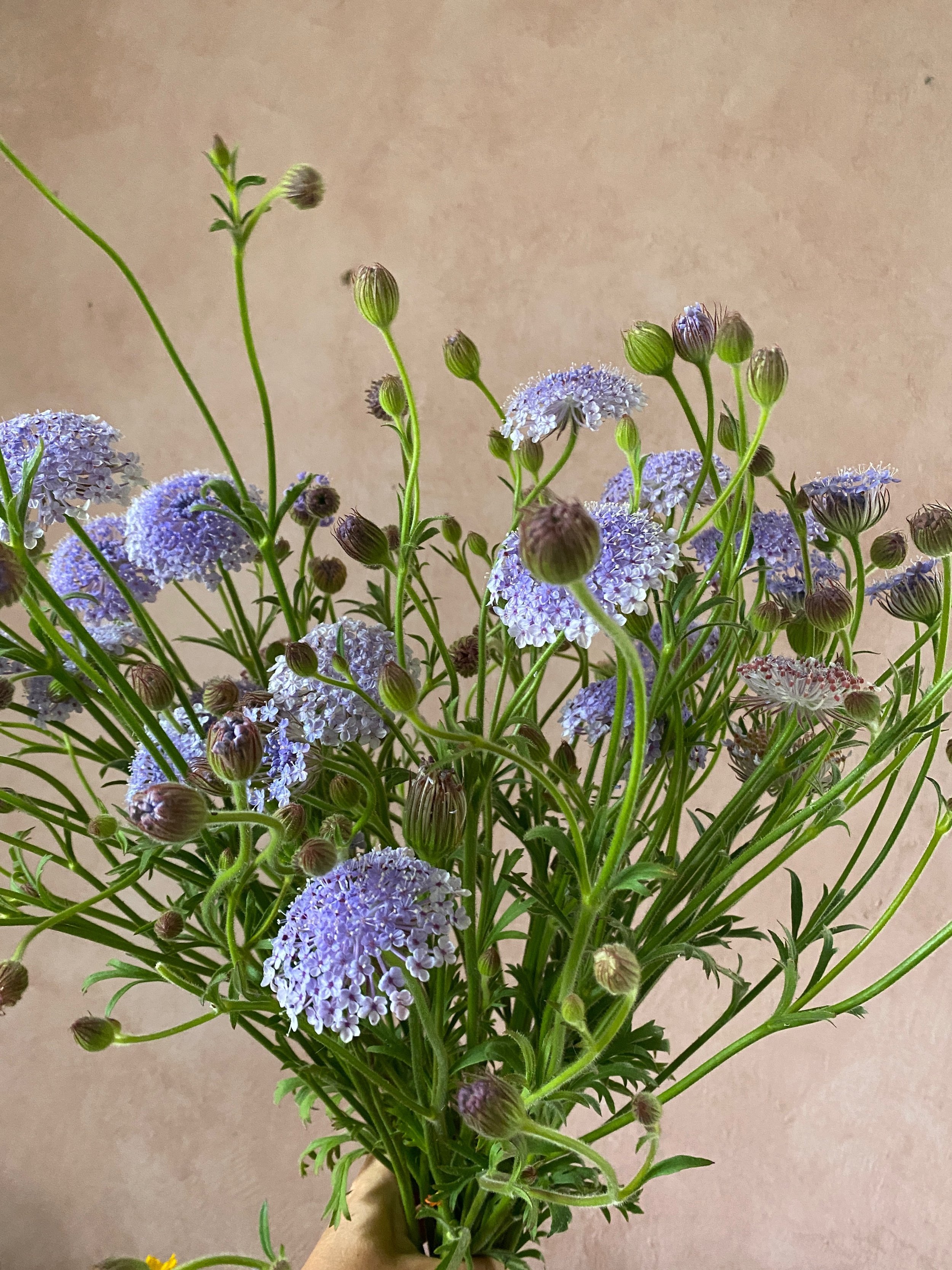 Didiscus 'Lacey Blue'
