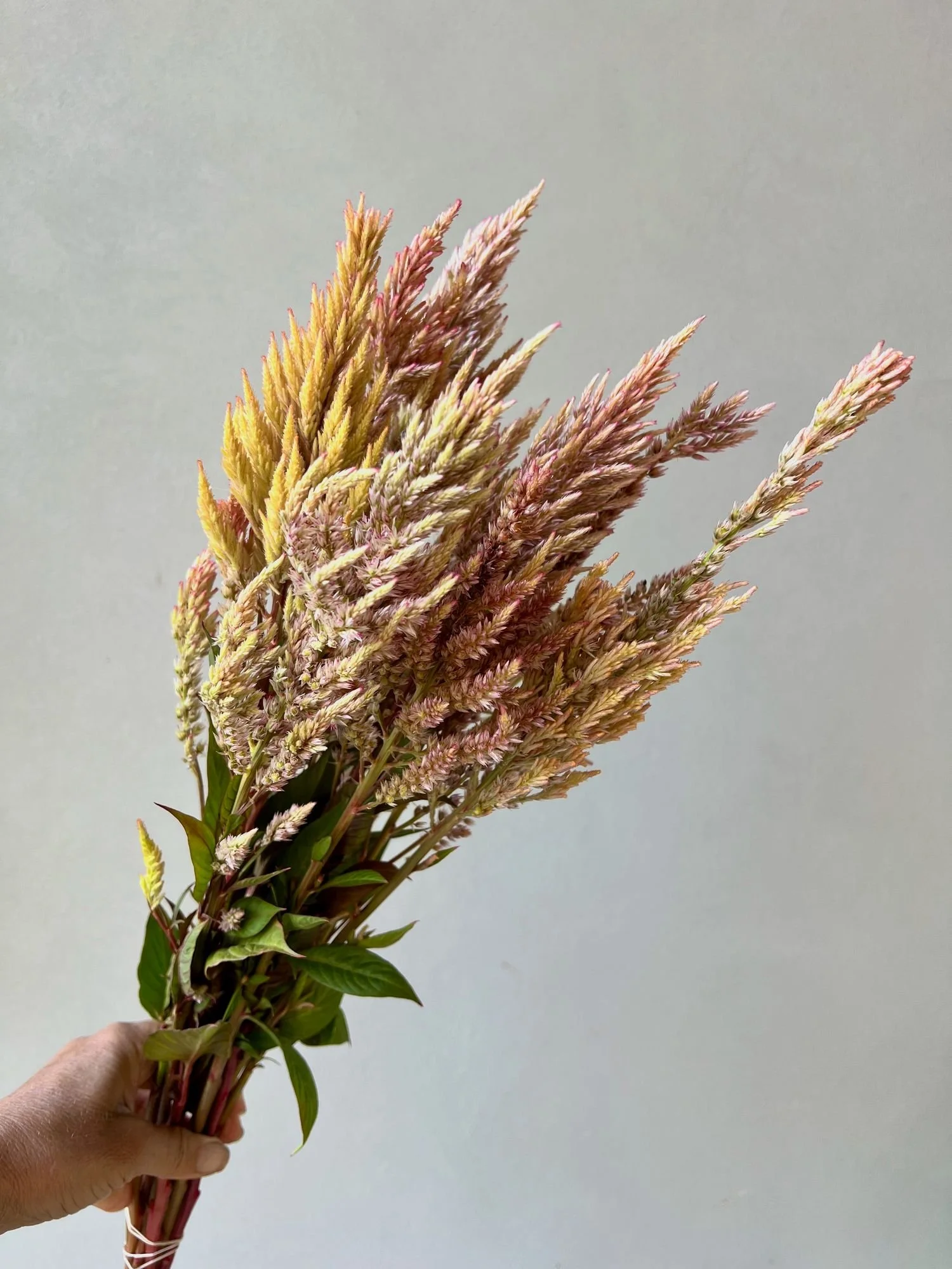 CELOSIA argentea var. plumosa Texas Plume Vintage Rose
