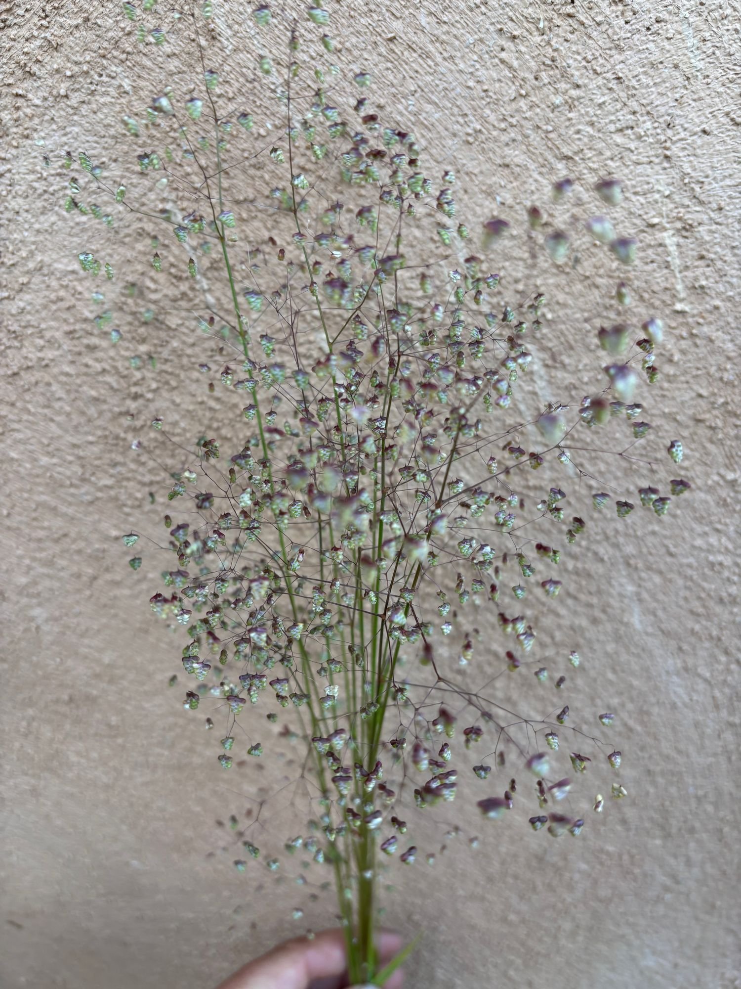 BRIZA minor