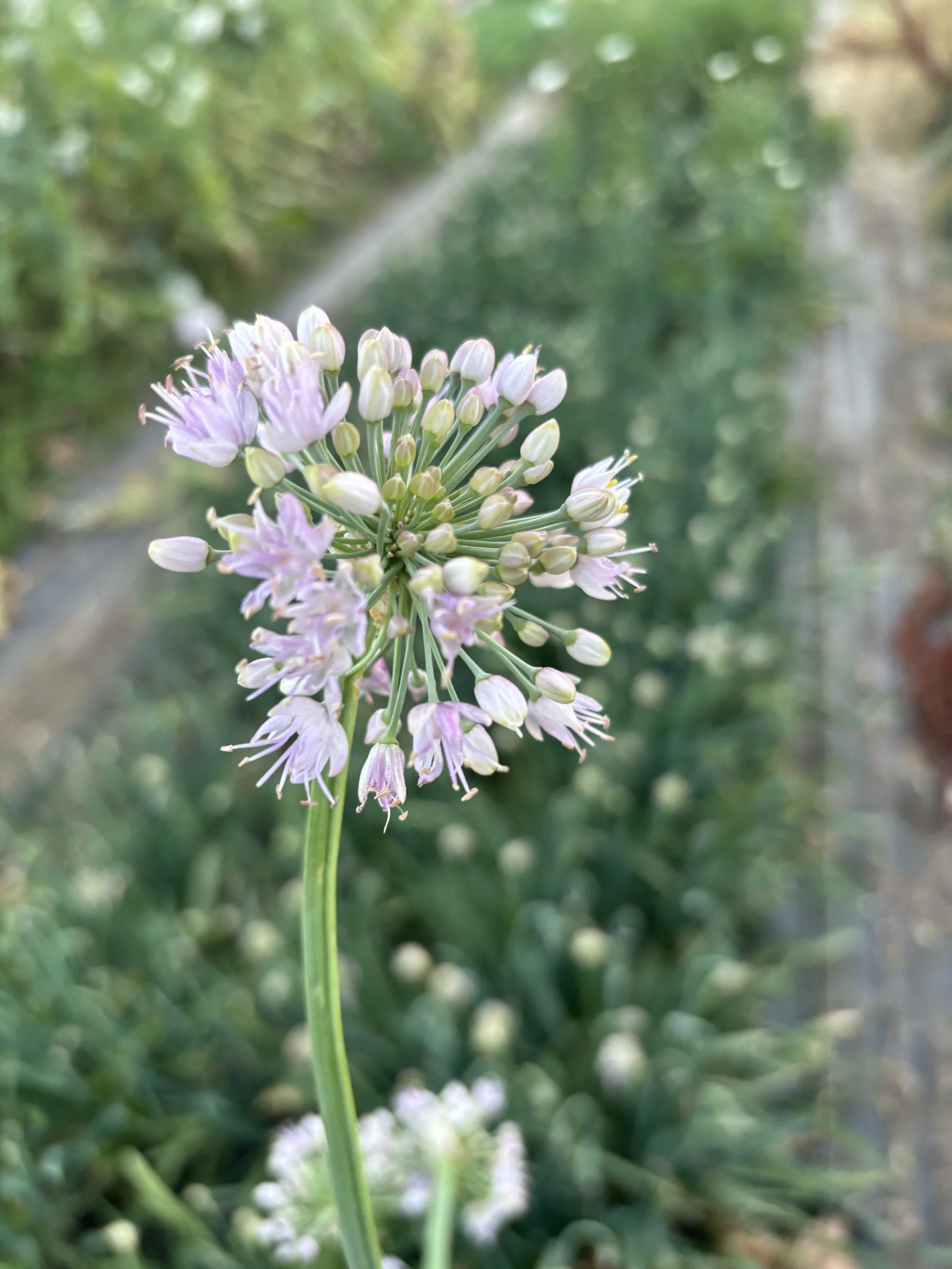 Allium 'Bubble Bath'