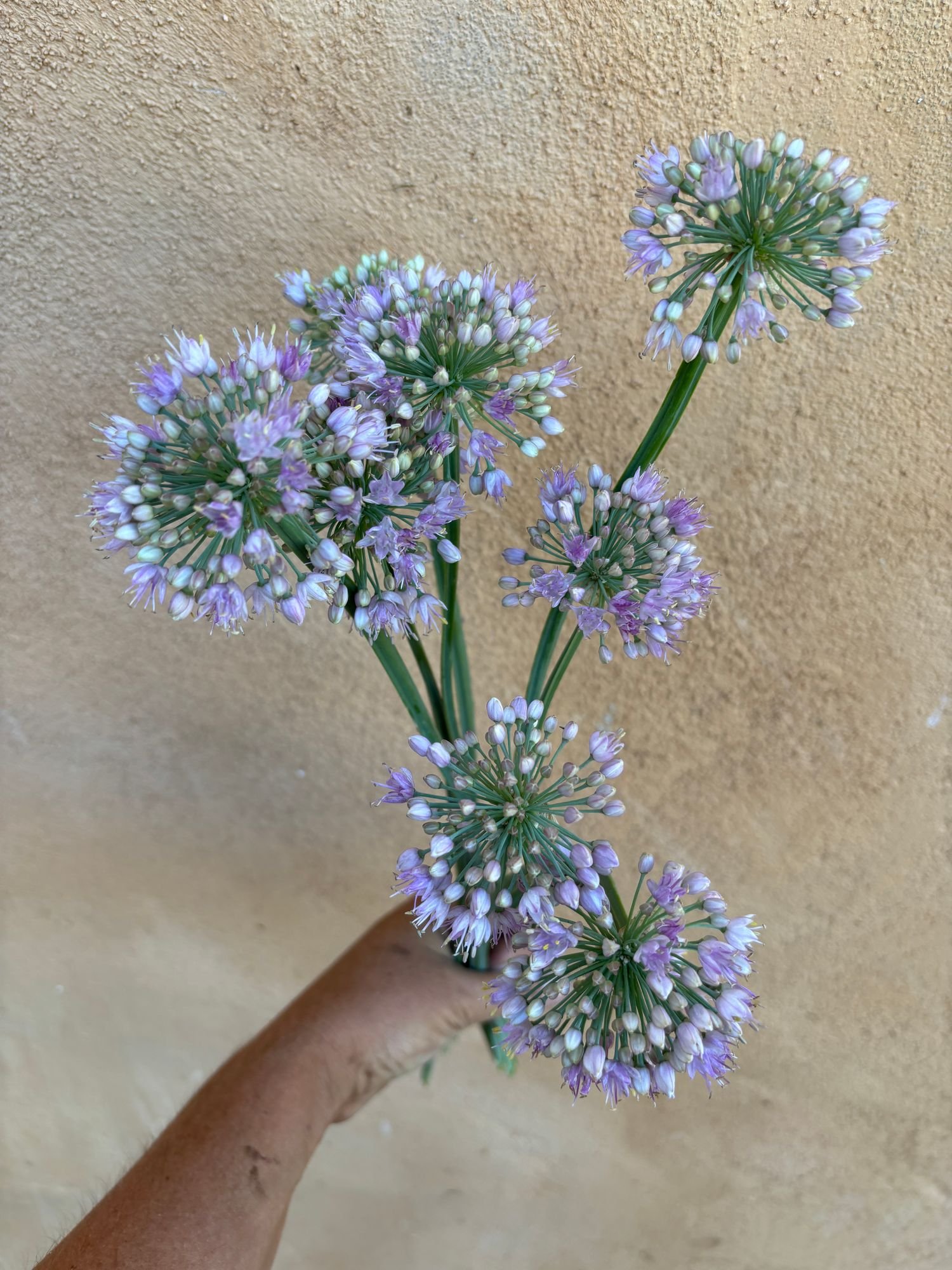ALLIUM x Bubble Bath