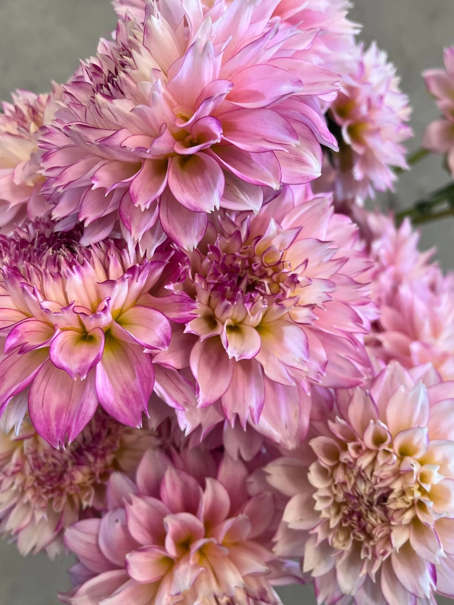 DAHLIA Hollyhill Pinkie