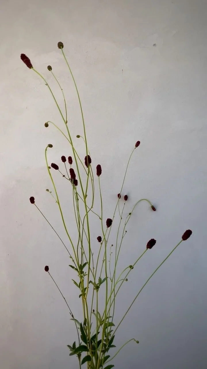SANGUISORBA officinalis