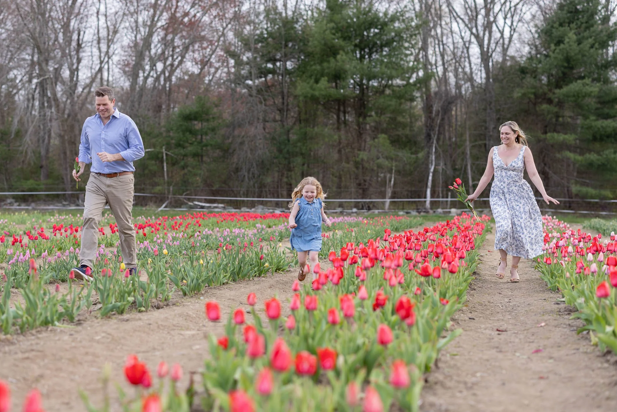 Dad daugher mom giggle and run though tulip field surrounded by hundreds of blooms