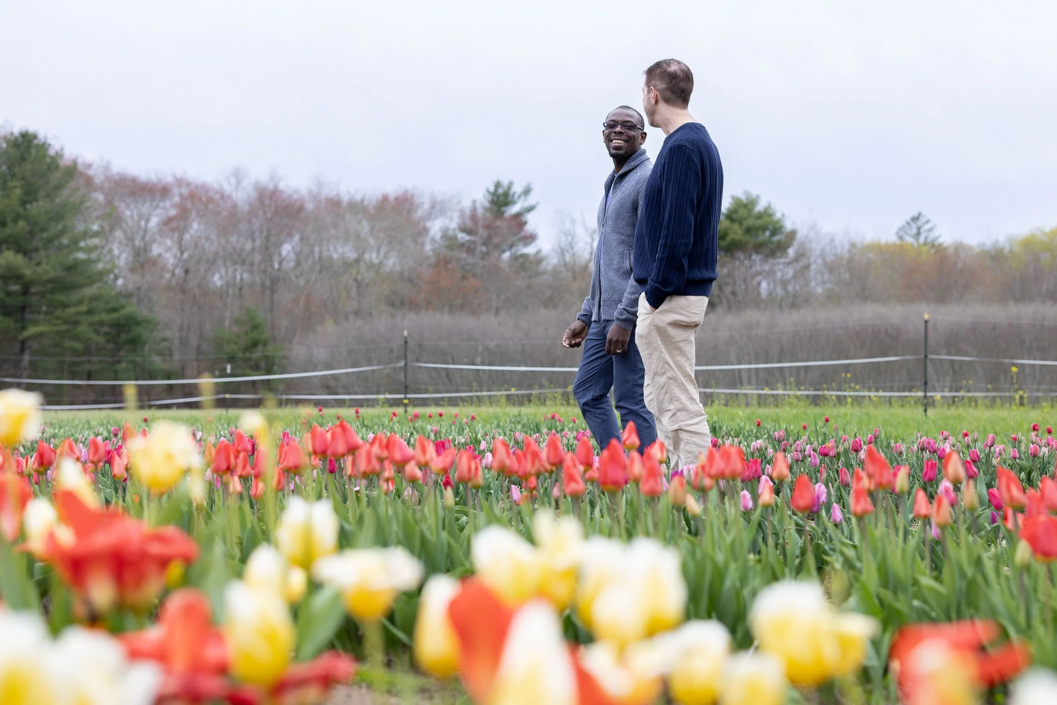 tulips-1.jpg