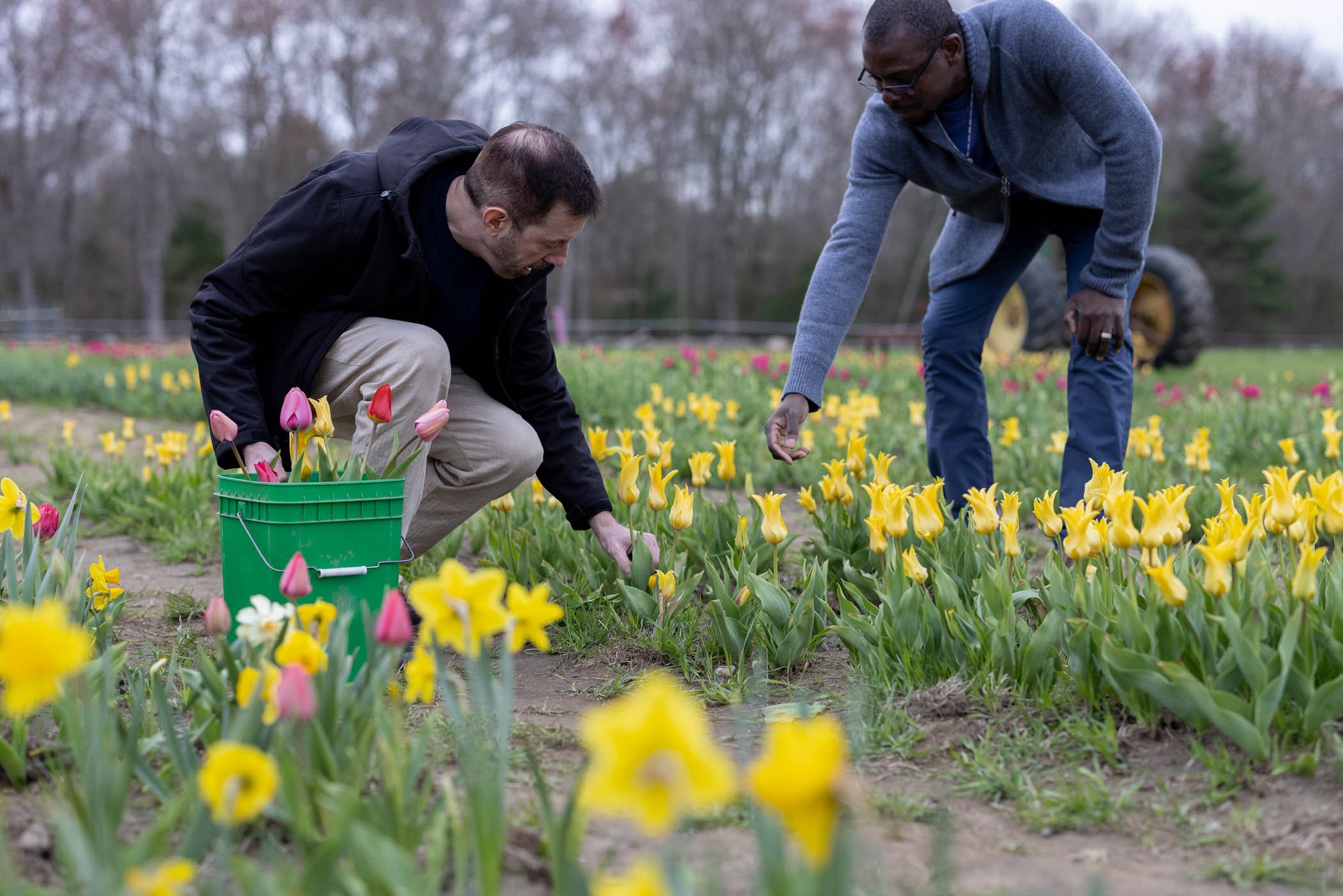 tulips-9.jpg