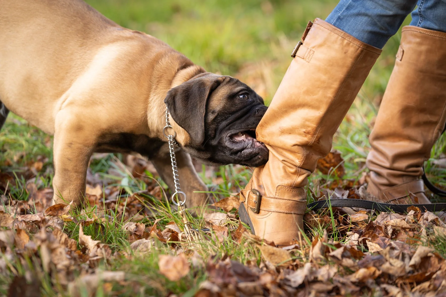 bull mastiff puppy biting mama's boots