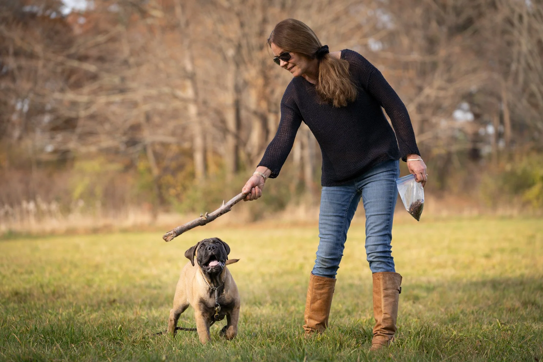 training of bull mastiff puppy