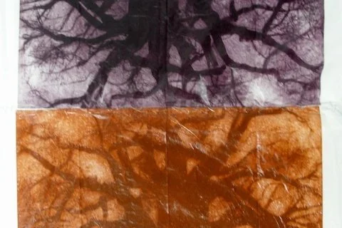 Baobabs