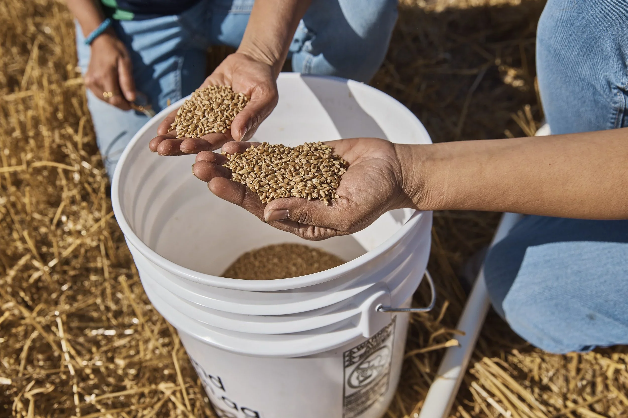 How to Take Grain Samples This Harvest