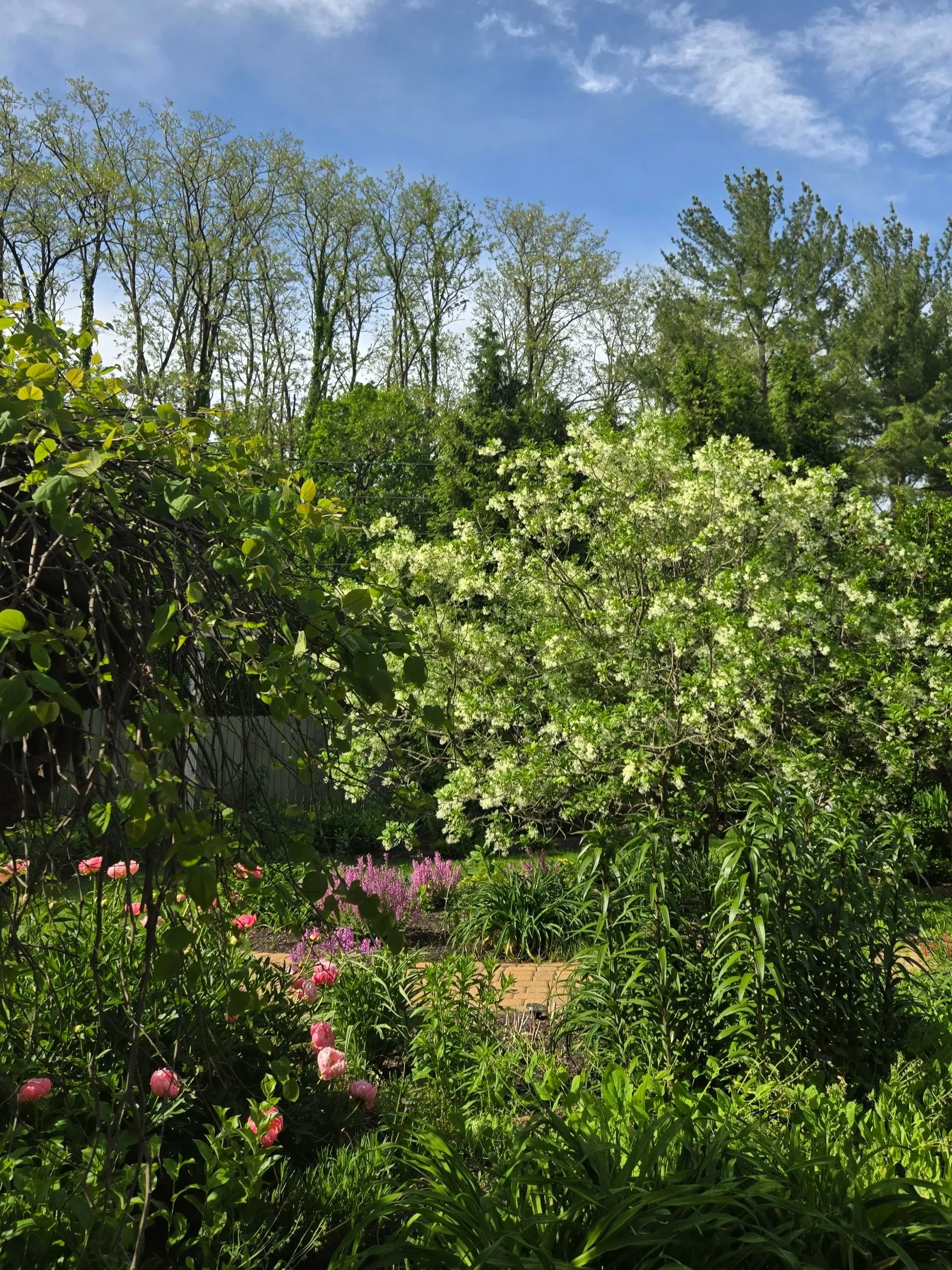 chionanthis tree