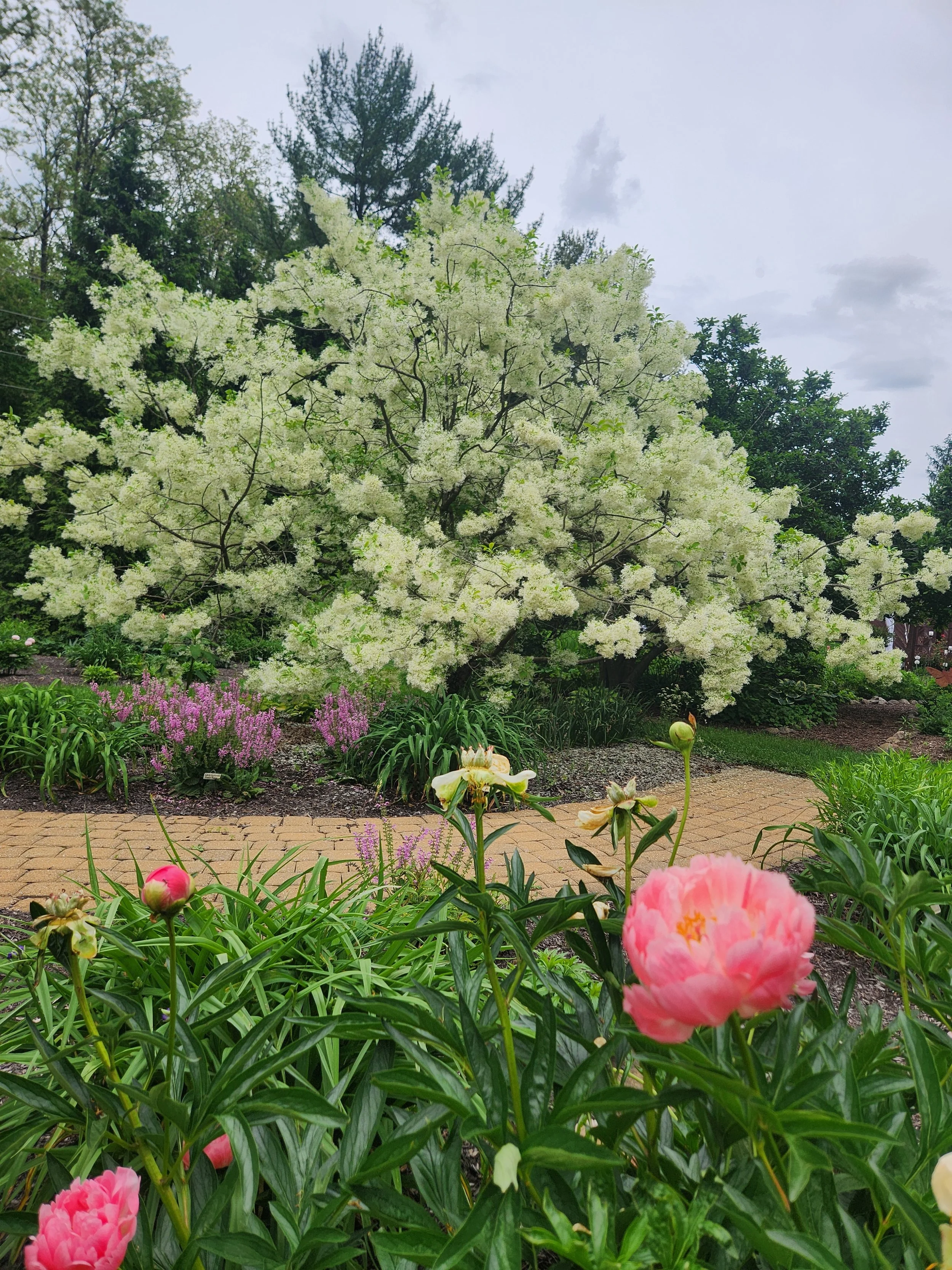 Tea in the Gardens