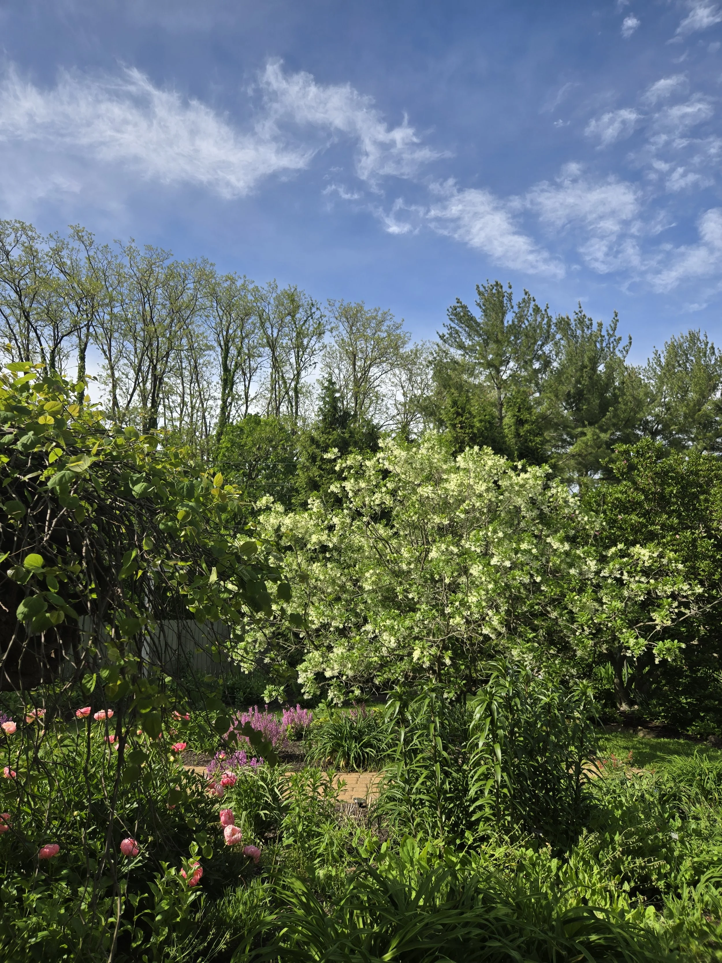 Tea in the Gardens