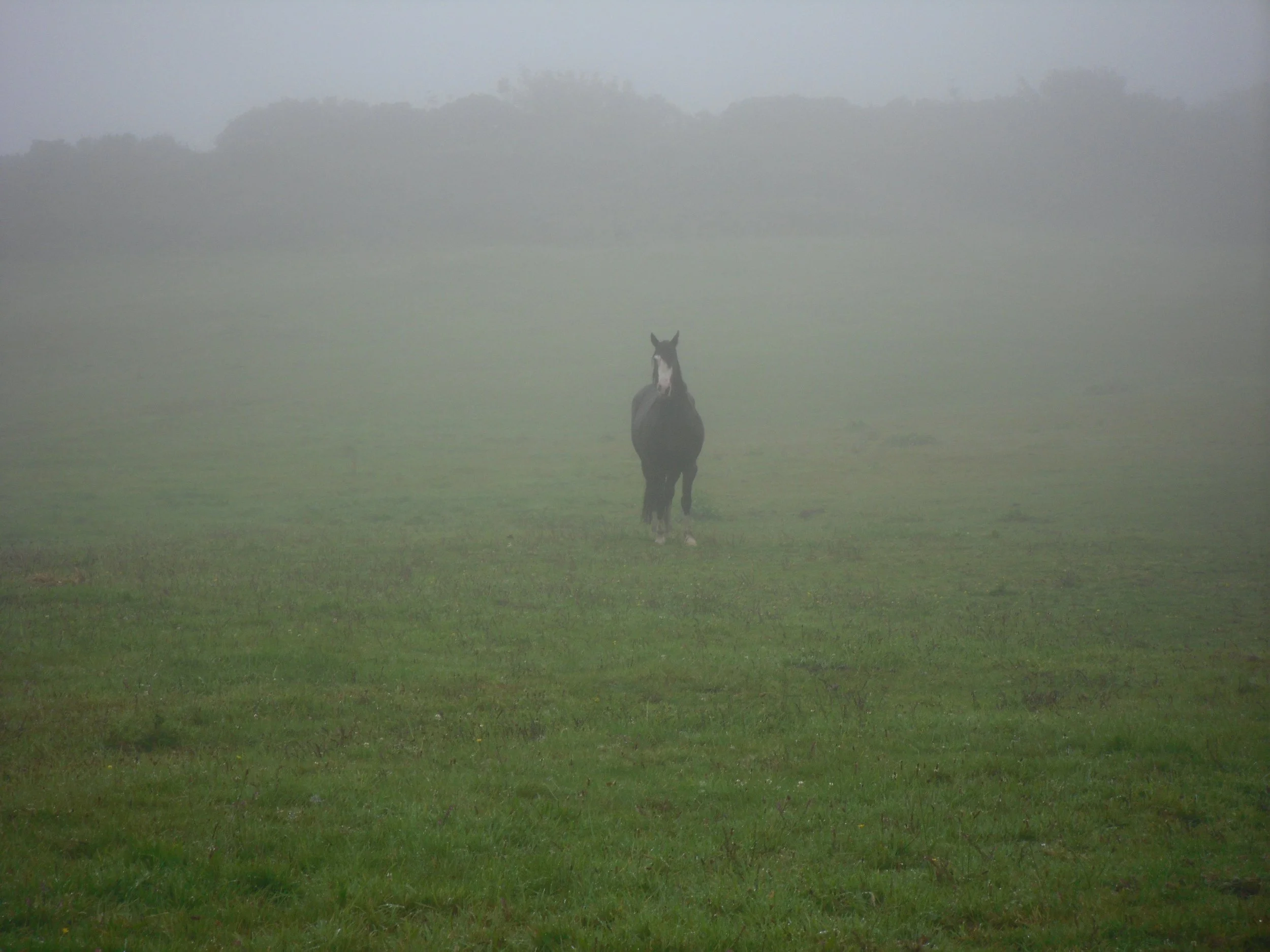 Ryan's horse inspiration