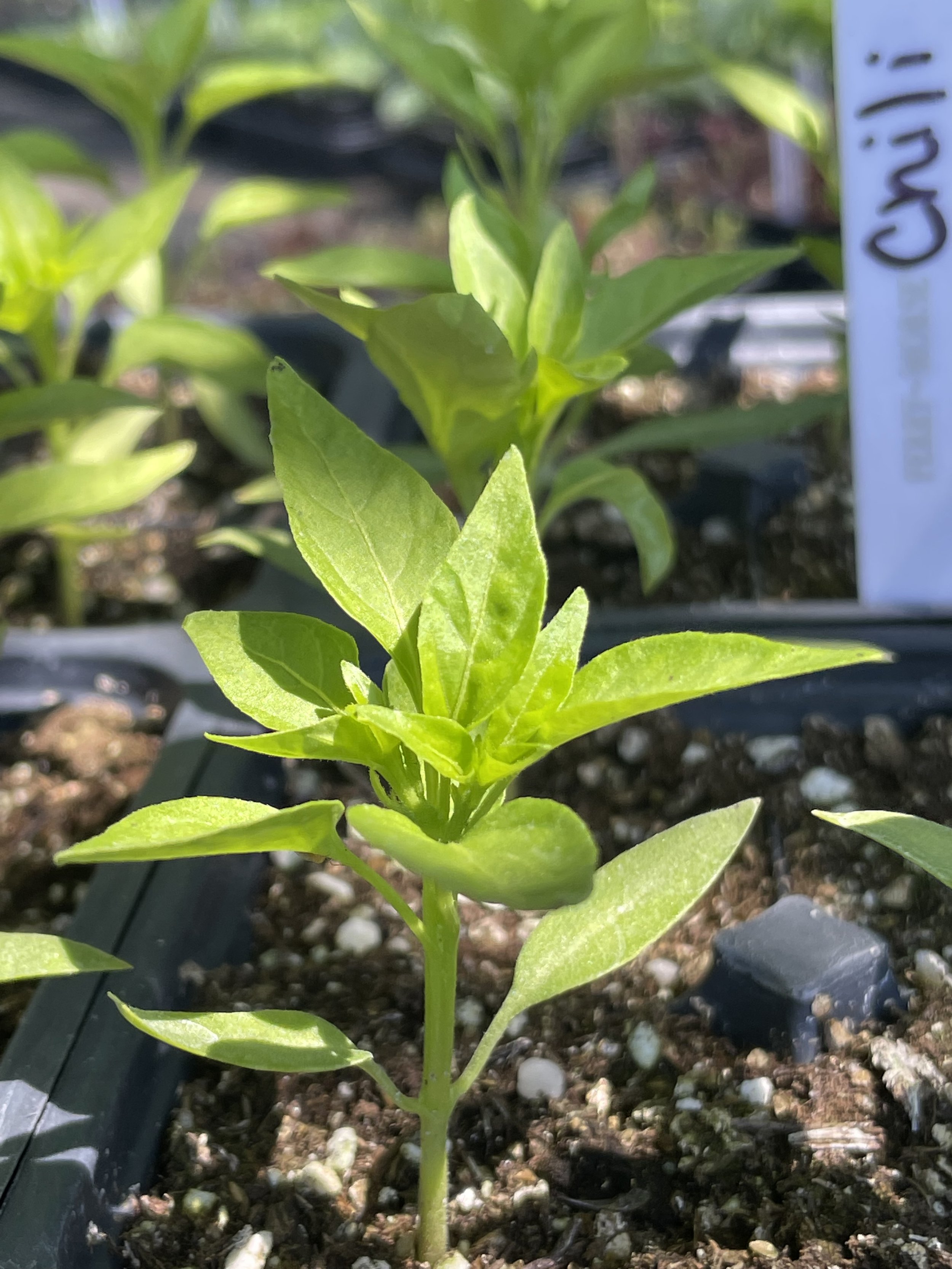 Tan Joe Thai Chili Pepper Plant 6-Pack