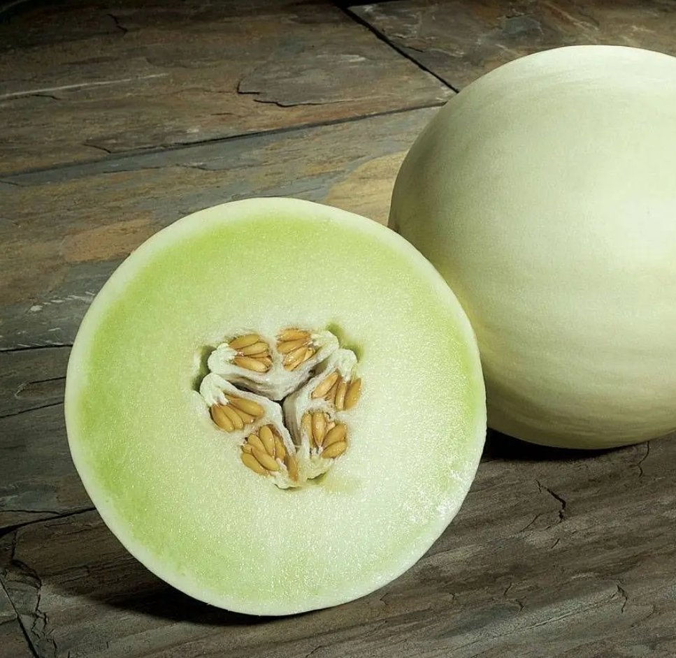 Snow Mass Honeydew Melon Plant 2.5"