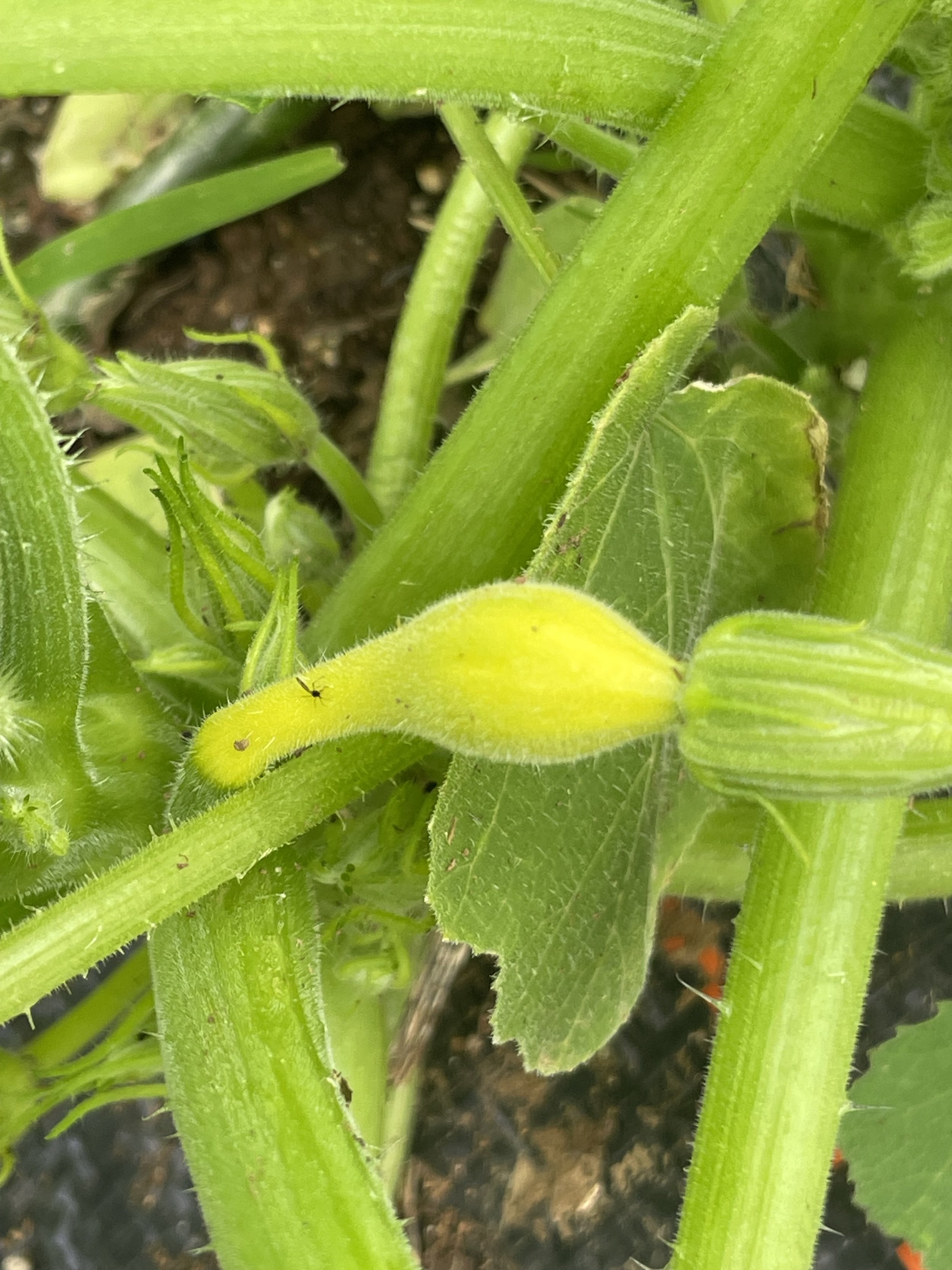 Summer Squash