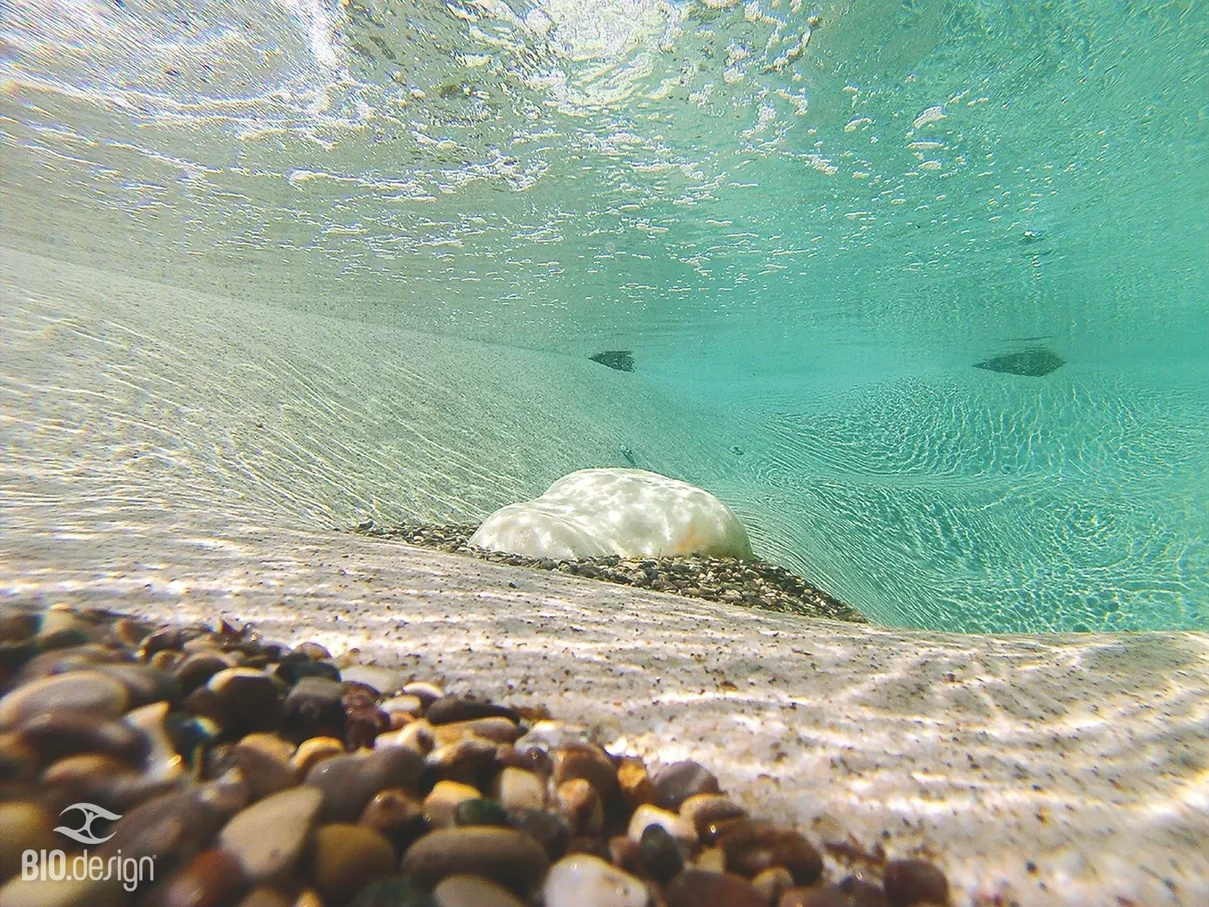 Underwater view of a sandy beach with small pebbles, a white shell in the foreground, and clear turquoise water with rocks in the distance.