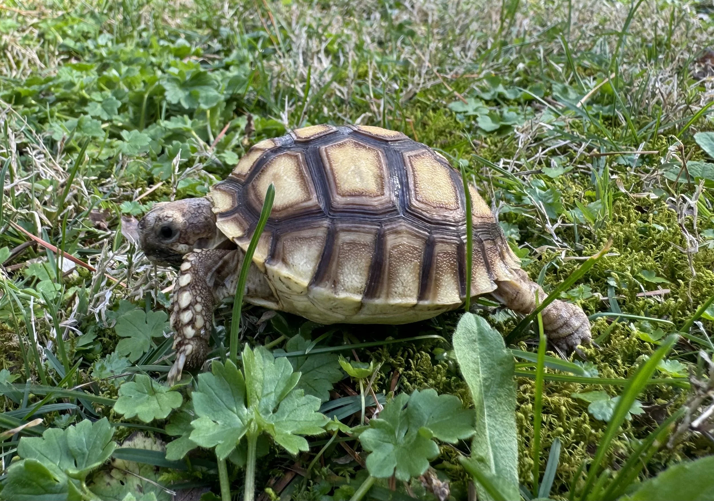 5 - Sulcata 2.jpg