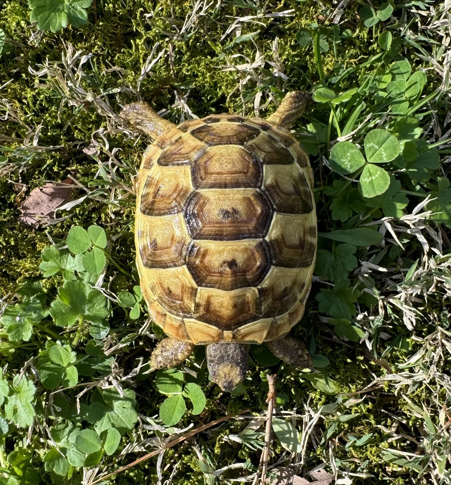 Testudo Graeca Ibera Ibera Greek Tortoise Size Ibera Greek
