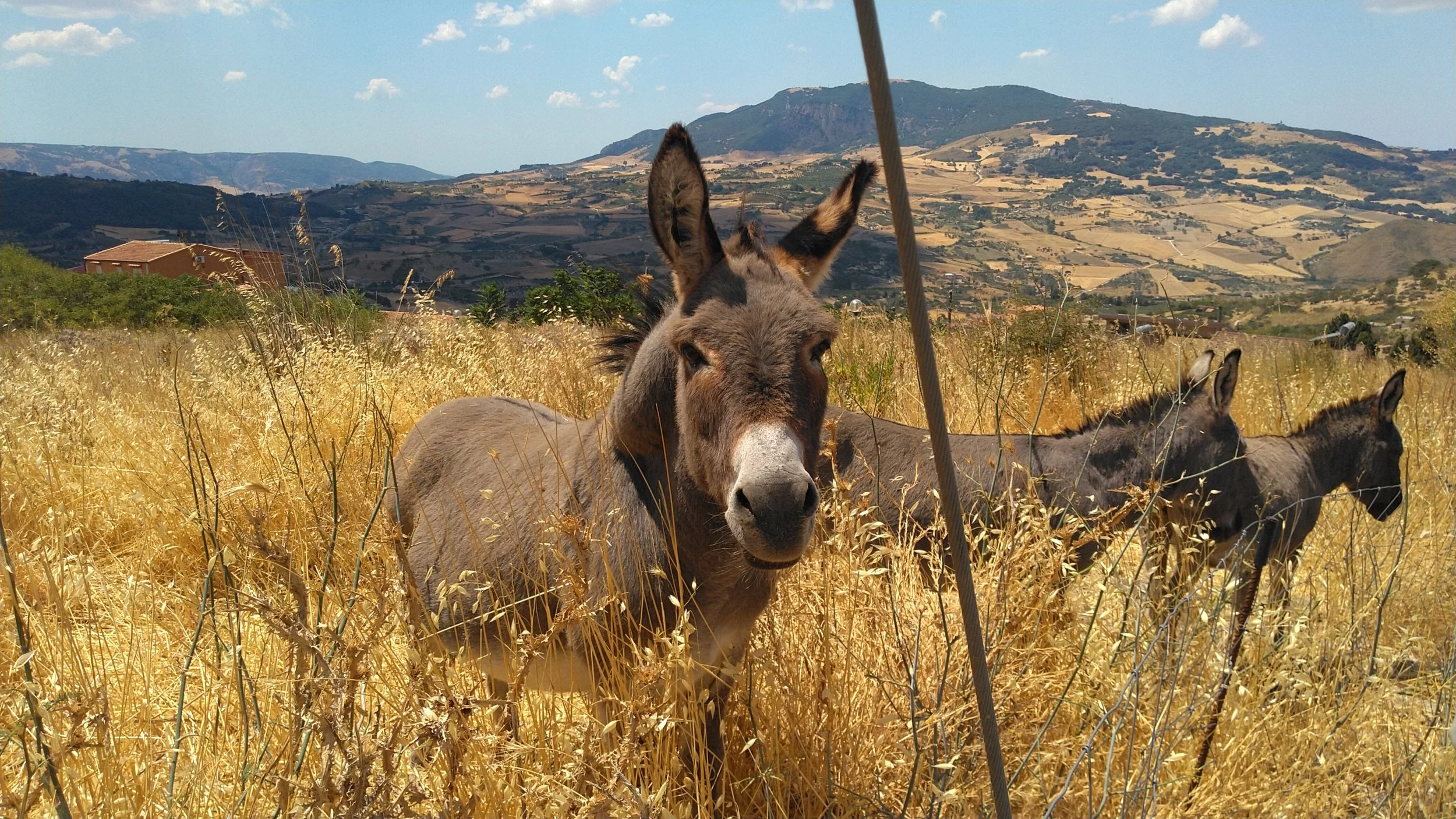 landscape donkeys bisacquino fall.JPG