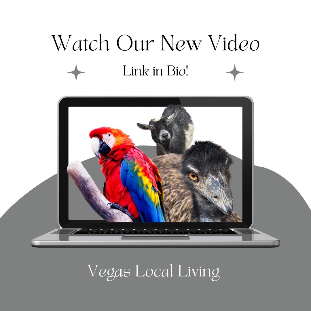 Full tour of Gilcrease Nature Sanctuary is officially live 🐾✨

We&rsquo;re taking you inside one of Vegas&rsquo; most incredible hidden gems, from rescued animals to behind-the-scenes care 🤍

Go watch the full episode now, link in bio 🎥