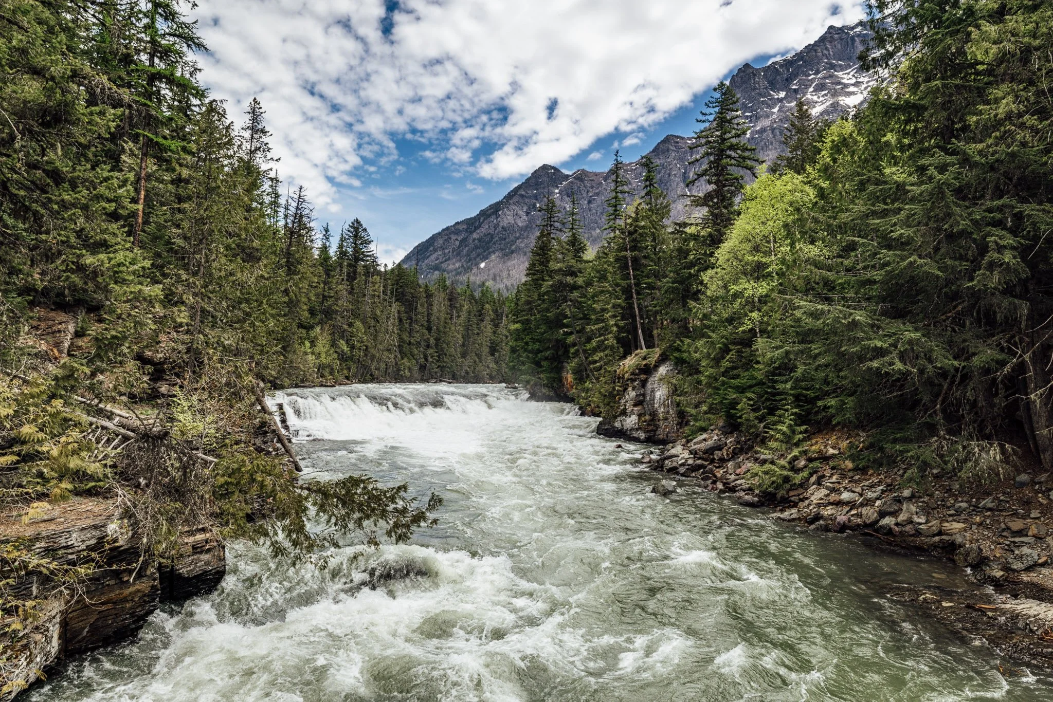 A rushing river flows through a forested mountain valley with tall pine trees and rocky shores, under a blue sky with white clouds and distant snow-capped peaks.