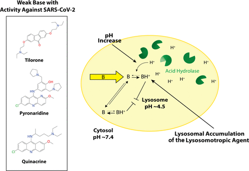 Three Common Antiviral Drugs Potentially Effective Against COVID-19