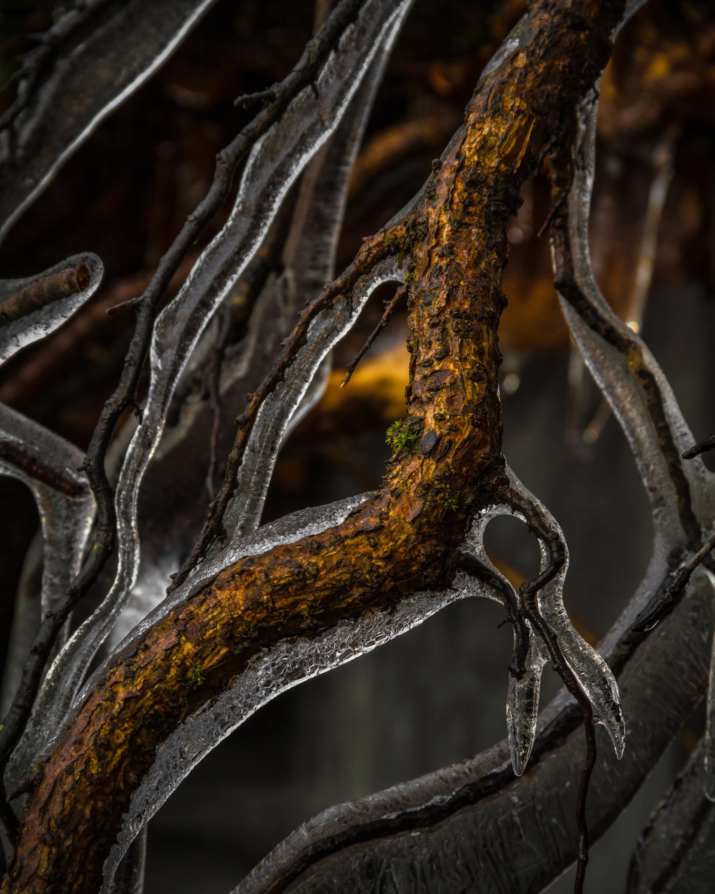 Forest corousell-2.jpg