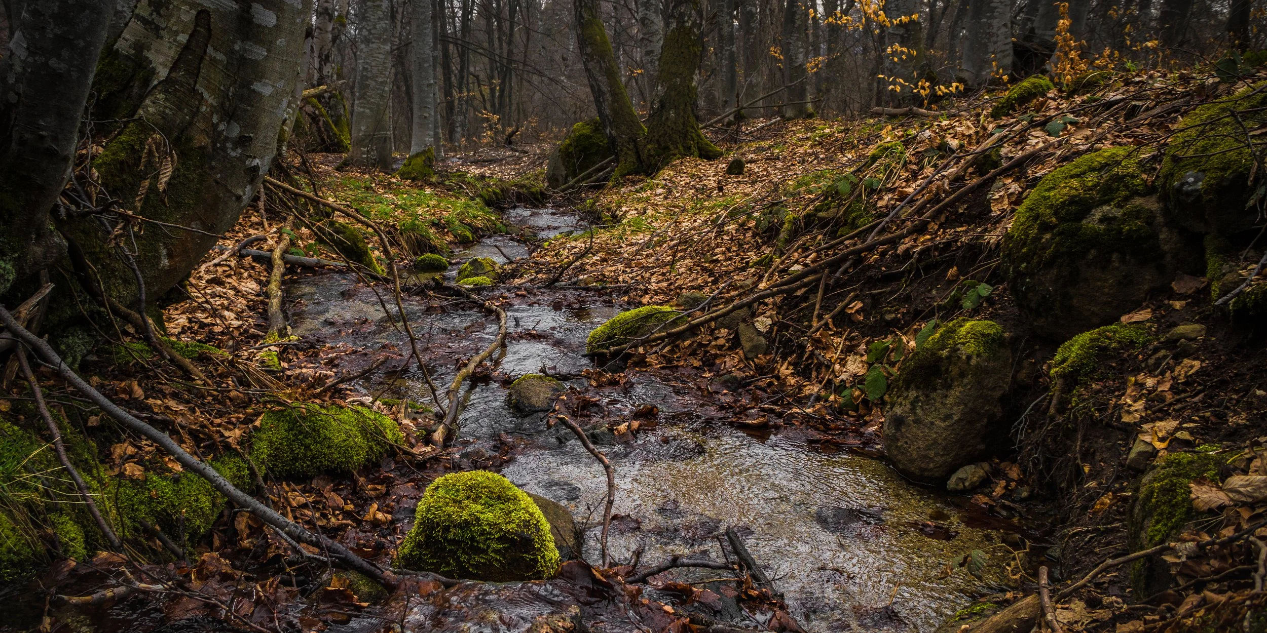 Vitosha forest (new edit 19.05.2021).jpg