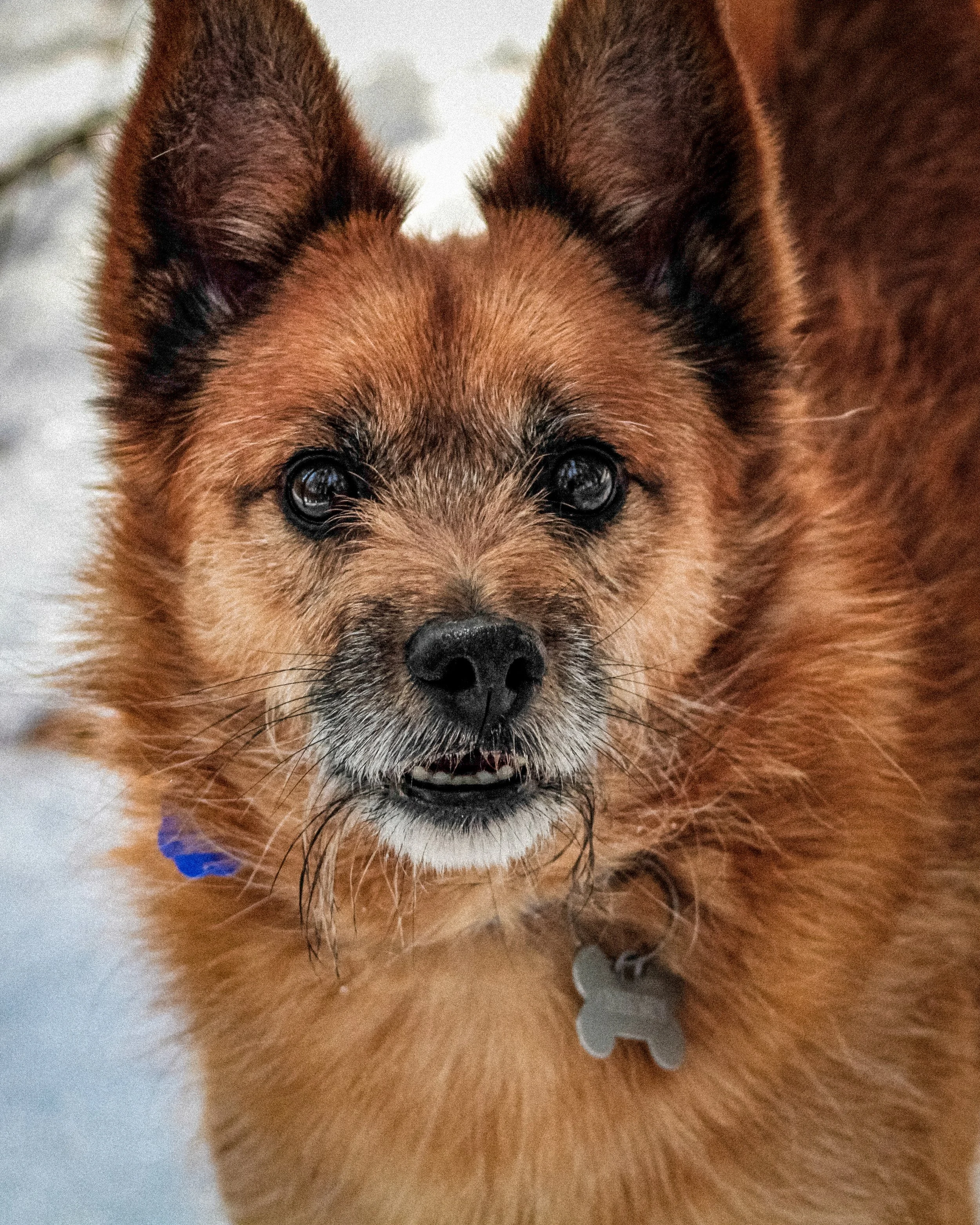 Barnie portrait-2.jpg