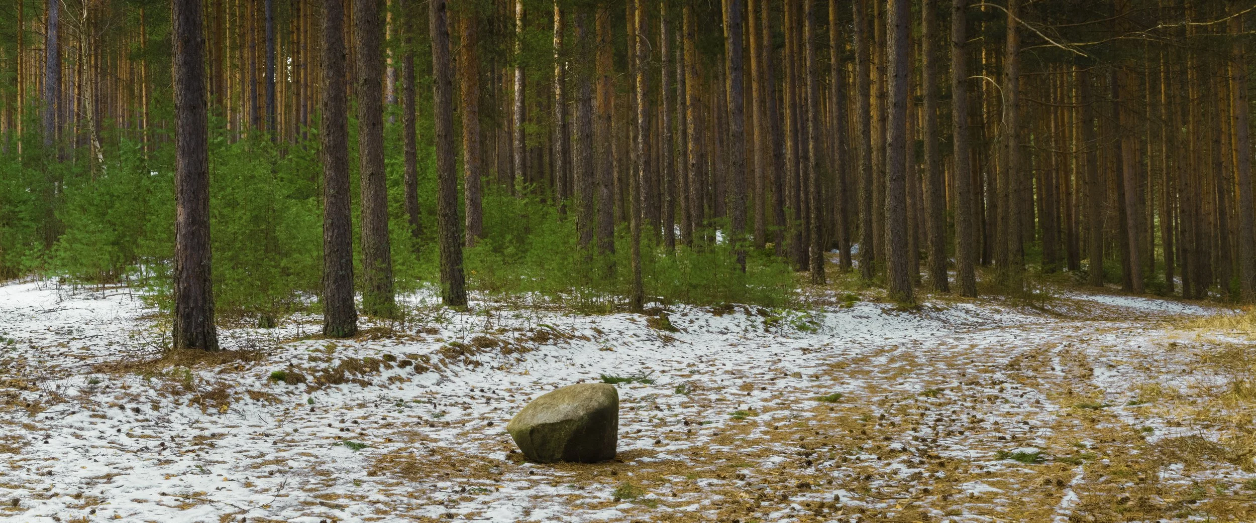 Rila forest (JPG).jpg