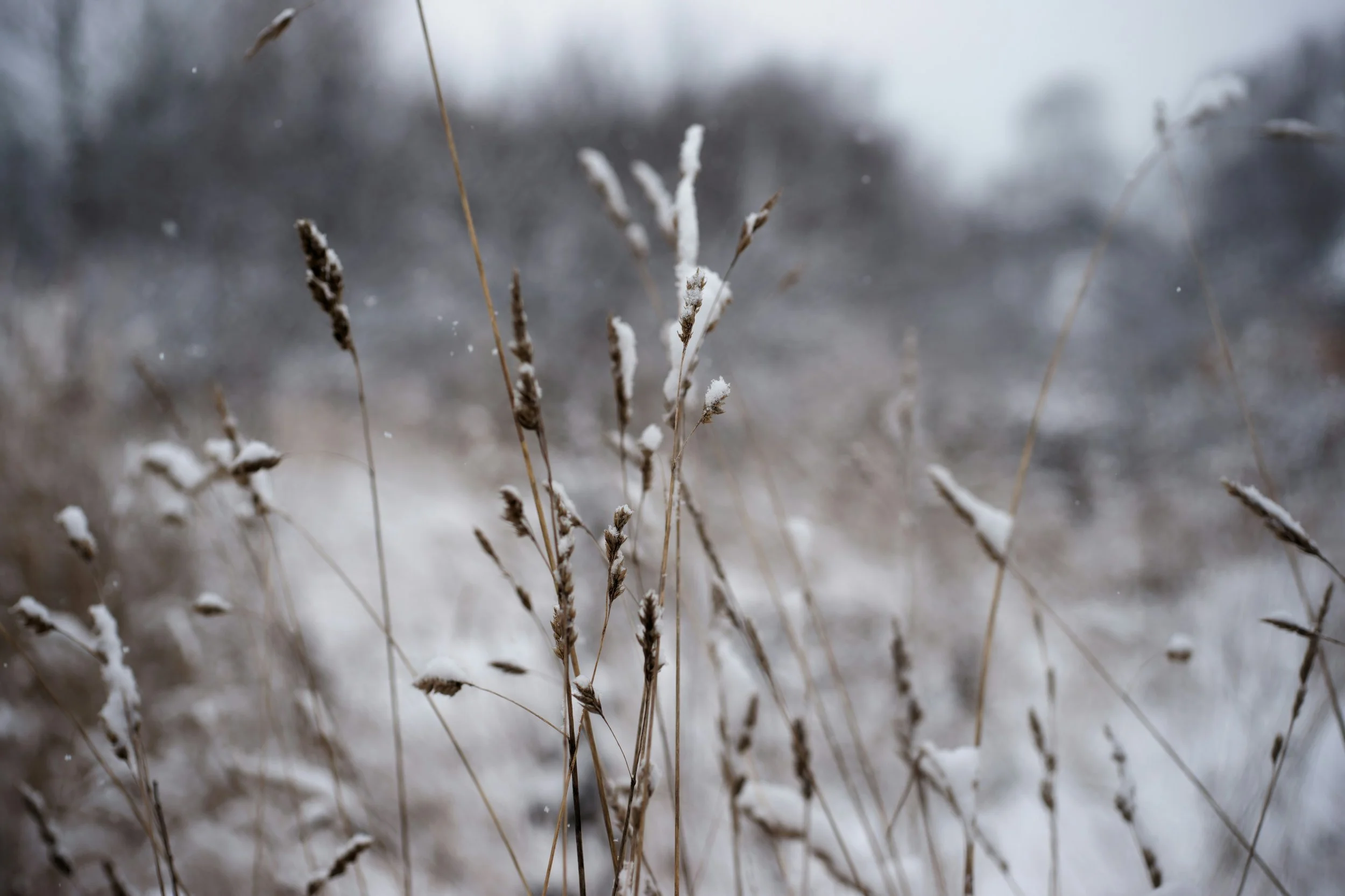 Blizzard of ‘26: An Ayurvedic Invitation to Slow, Warm &amp; Restore 