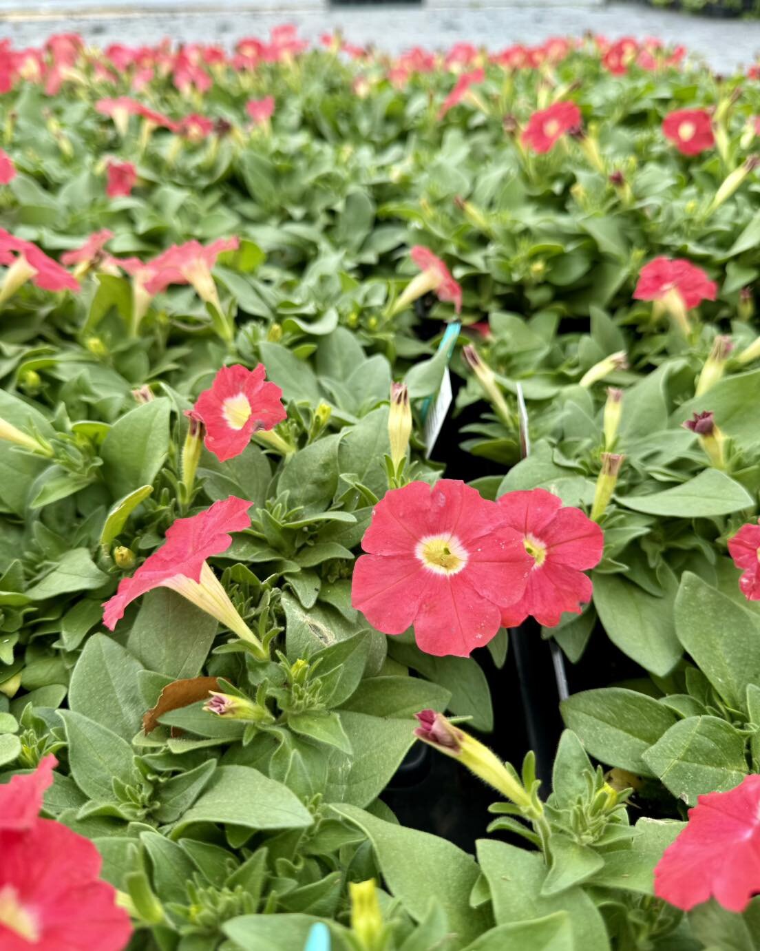 It&rsquo;s Petunia Madness! 🌸 

Petunias are colorful and loved for their easy care and enduring beauty. What&rsquo;s your favorite color? 

Simply Madness 
Midnight Madness 
Rose Madness or 
White Madness