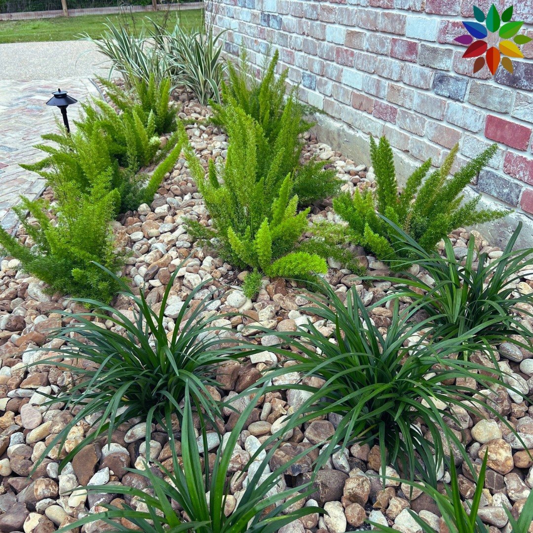 Feeling GREEN on this Monday! 🌿👍🍃 

Pictured: front to back, Liriope, Foxtail Fern, Flax Lilt (Dianella)