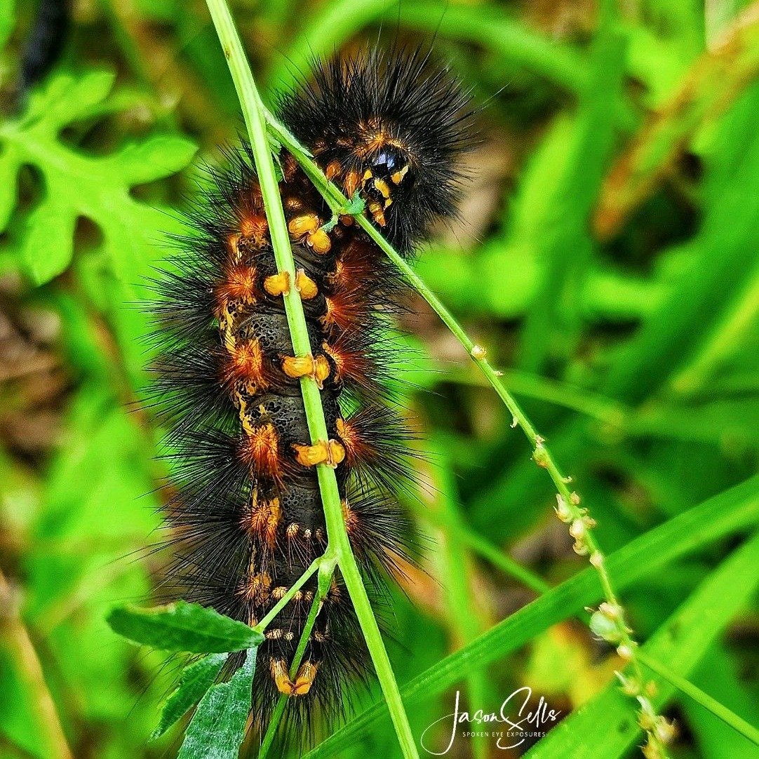 Do you recognize this caterpillar? 👀🐛

Woollybear caterpillars are crawling all over the Brazos Valley right now. 
https://agrilifetoday.tamu.edu/2023/12/13/what-is-that-fuzzy-black-caterpillar/