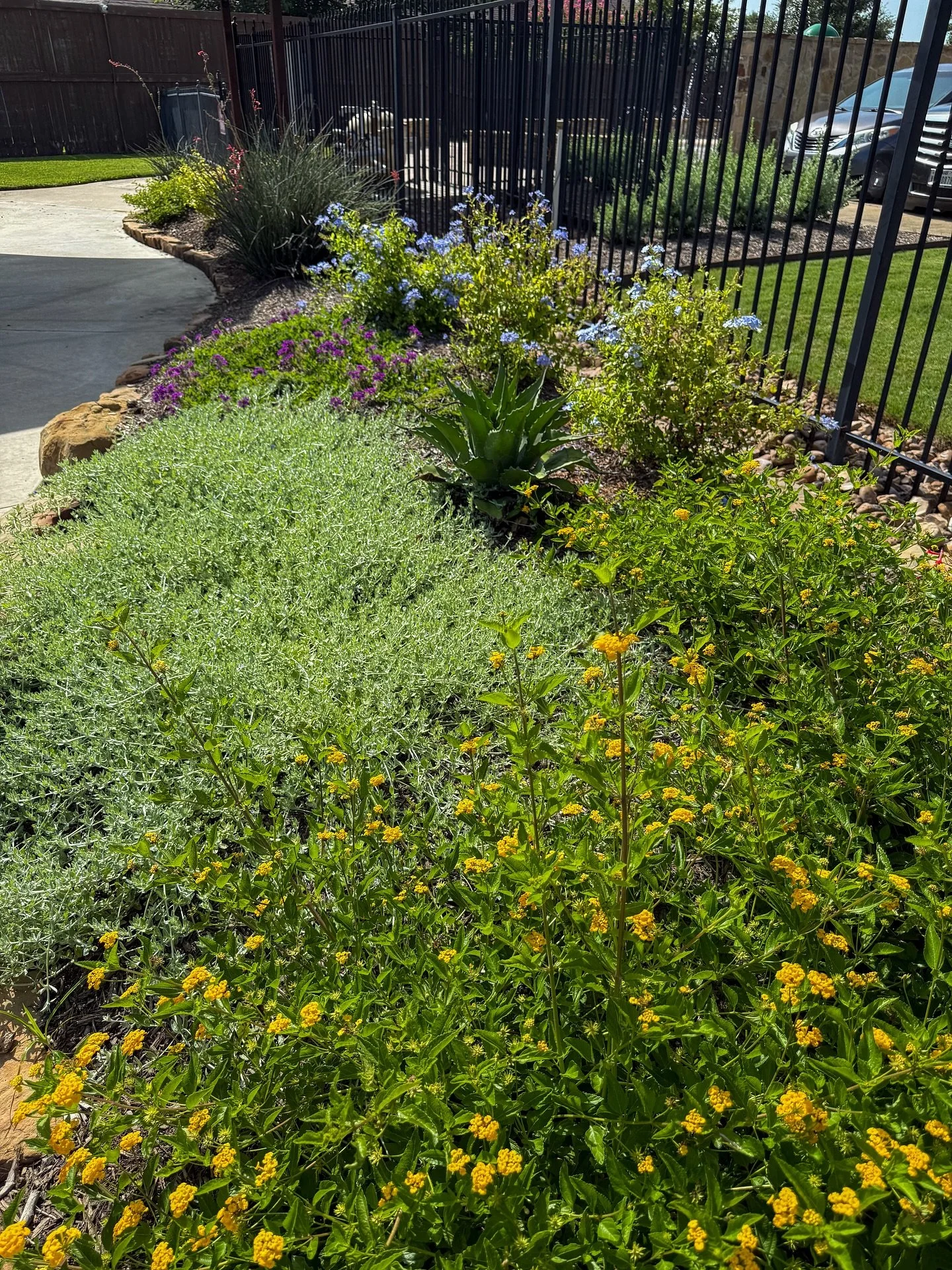 Full and vibrant! ☀️🌿🌸
#landscape #txlandscaper #collegestation #landscapedesign #brazosvalley #txlandscape #landscapemaintenance