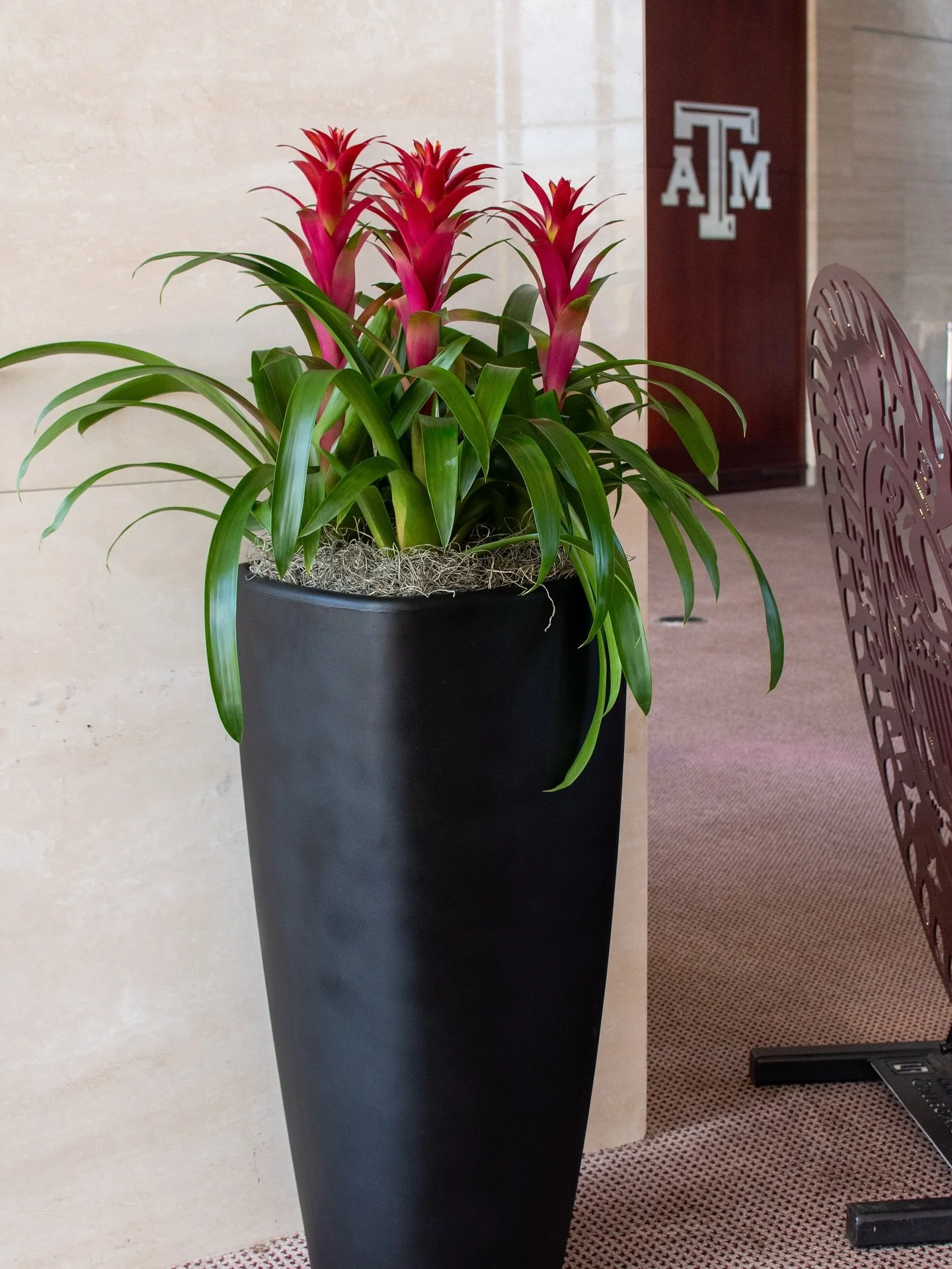 Bringing a touch of green to Texas A&amp;M🌿👍🏻✨
#interiorscapes #interiorplants #plants #plantmaintenance #happyfriday #aggieland #collegestation #brazosvalley