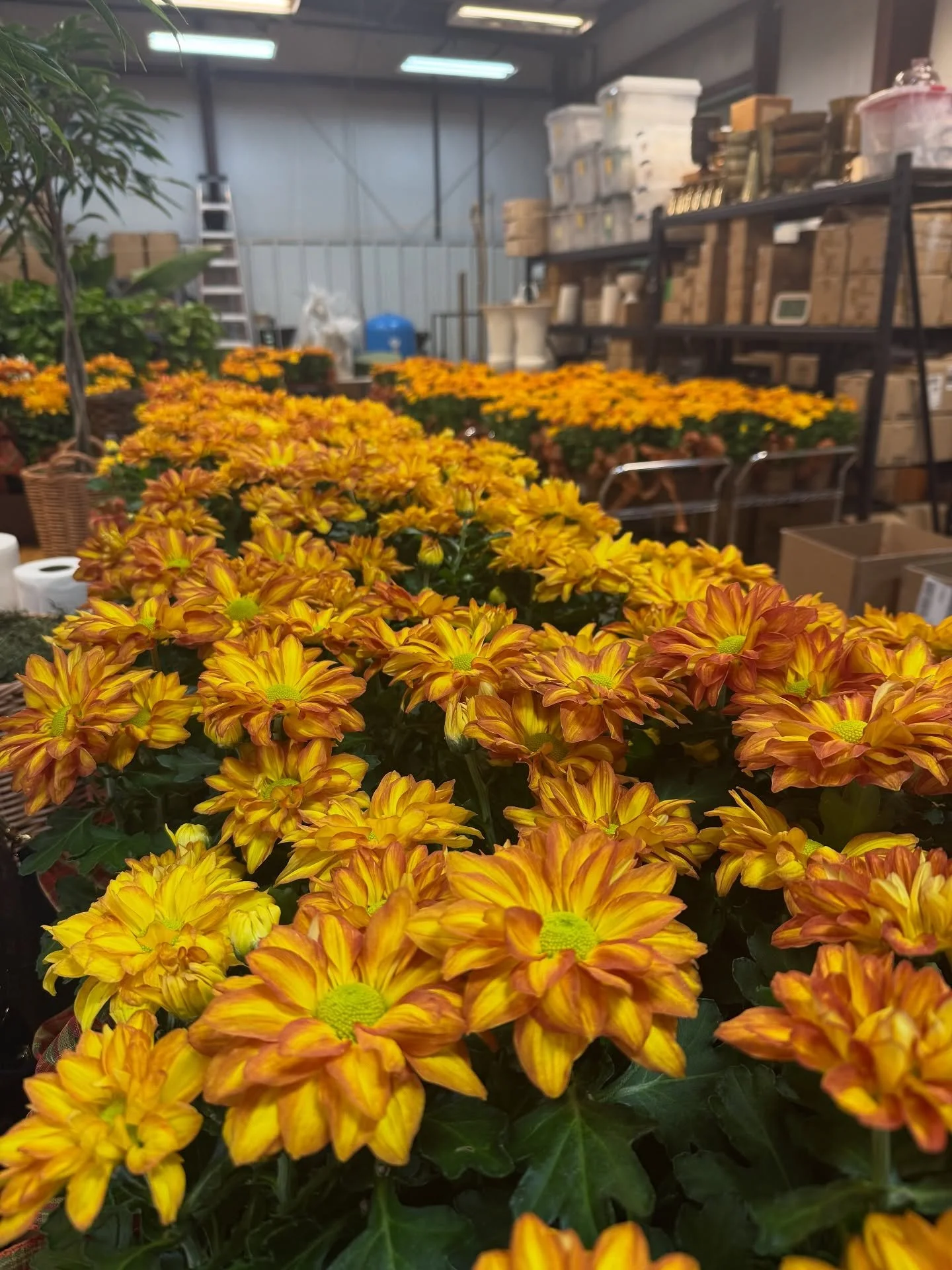 Fall is here!🍁🍂
#fall #falllandscape #flowers #landscapemaintenance #interiorscapes