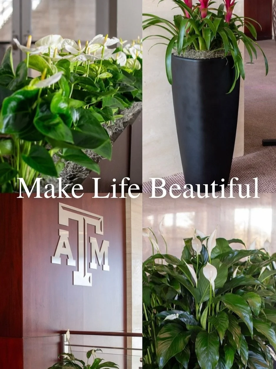 Our mission is to make life beautiful for our clients. From lush office plants to vibrant outdoor landscapes, we bring spaces to life. 🌿✨
#makelifebeautiful #officeplants #interiorplants #plantmaintenance #plantdesign #interiorplantdesign #aggieland
