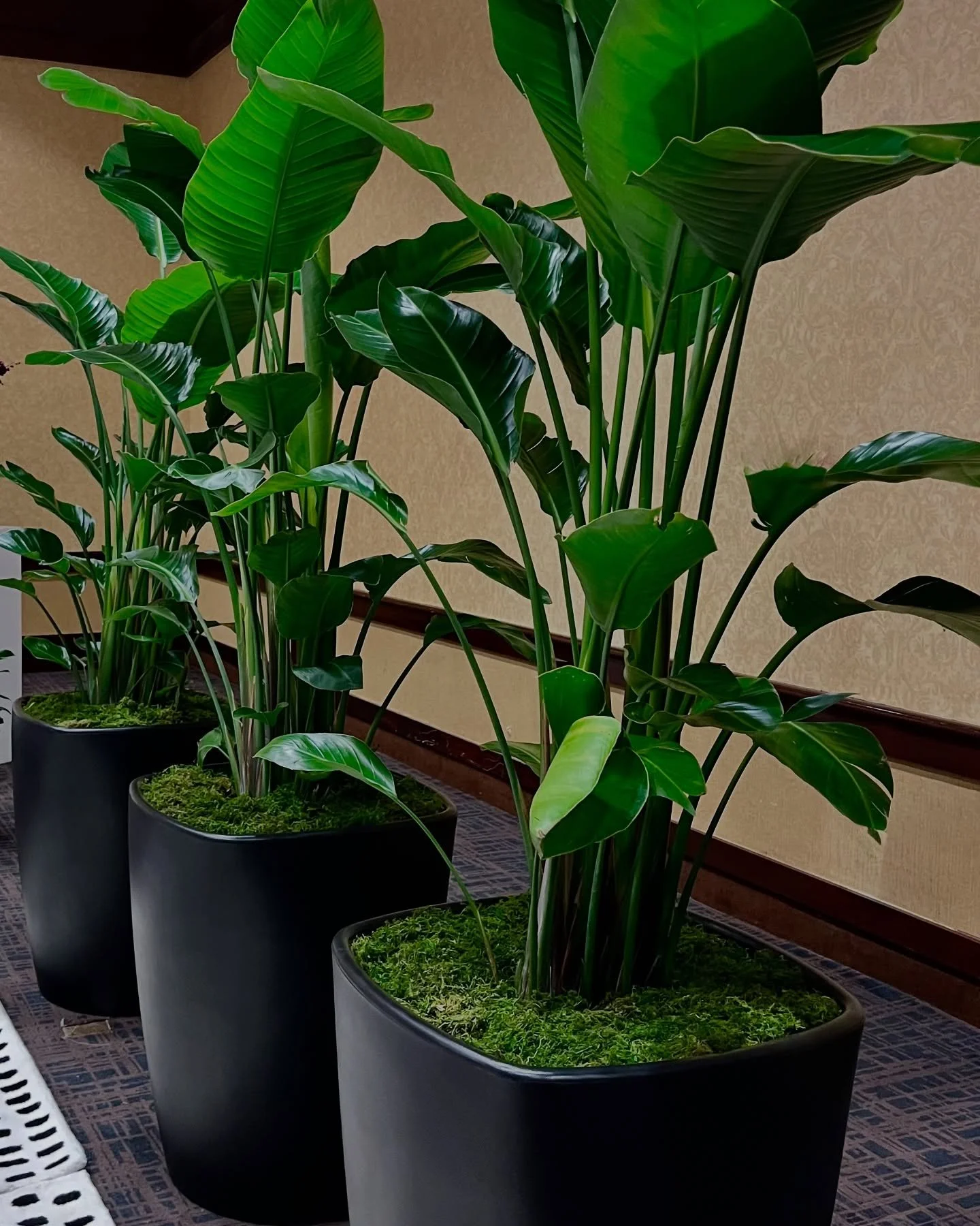 Beautiful interiorscape install 🌿

#interiorscapes #interiorscape #interiorplants #commericaldesign #plants #officeplants #plantmaintenance #horticulture #collegestation #brazosvalley