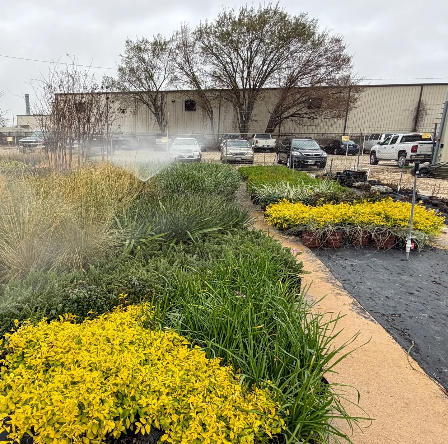 Before installation, every plant is properly maintained and prepared to ensure long term success in your landscape!🌿💧☀️😁
&bull;
&bull;
#landscapemaintence #landscapebusiness #collegestationlandscaper #springlandscape #brazosvalleylandscaper