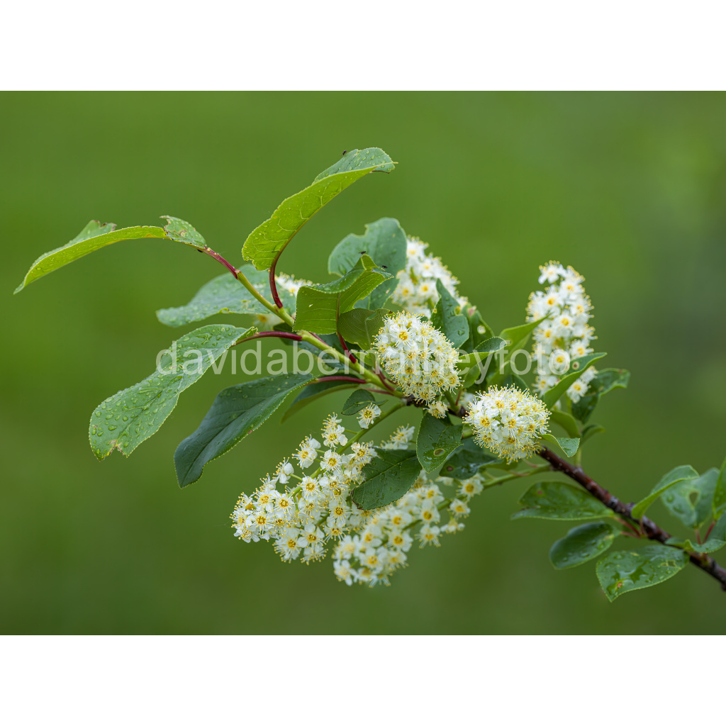 image_original_2f8cfe2ad1e0ba552bc44055913b86c8.png