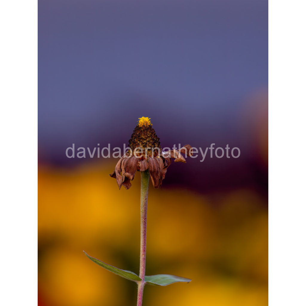 image_original_2f8cfe2ad1e0ba552bc44055913b86c8.png