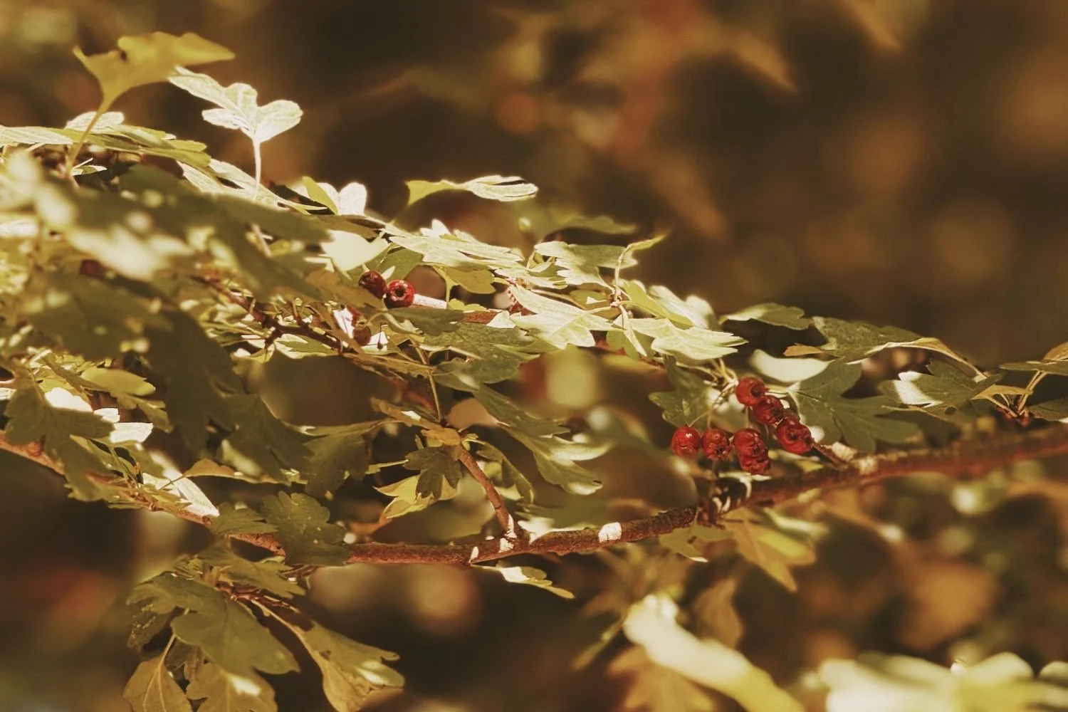 Favorite Herbs for Autumn: Supporting Our Inner and Outer Seasons