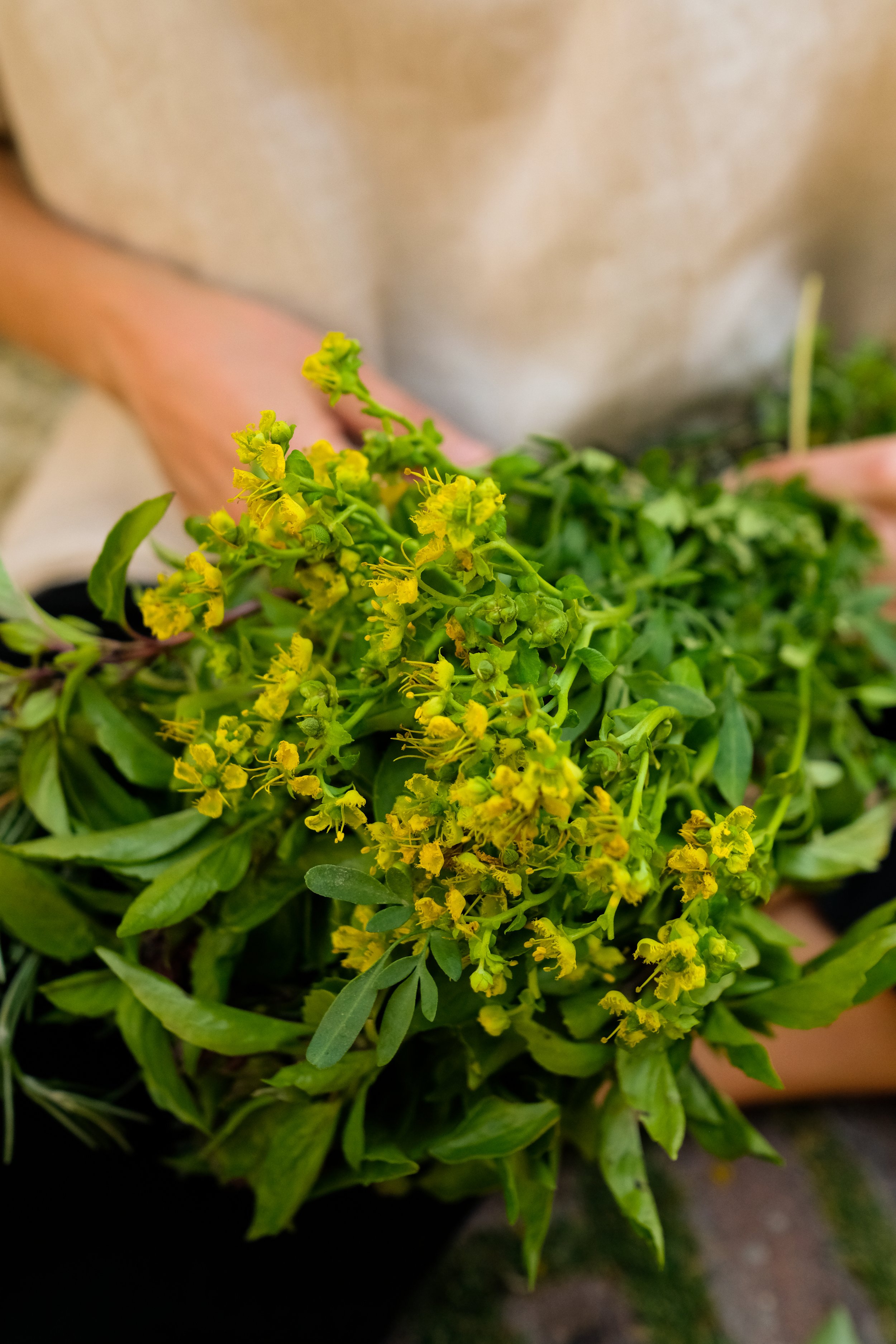 herbalism, women's wellness, women's health, cyclical living