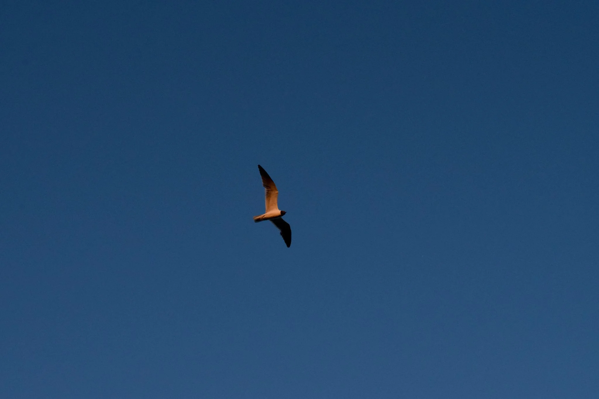 IMG_2859.jpeg