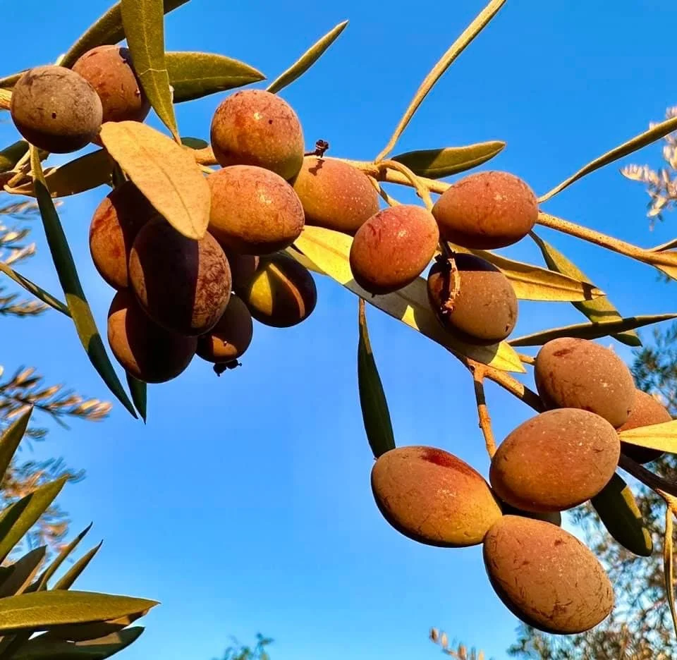 “Liquid Gold” Olive Oil Benefits