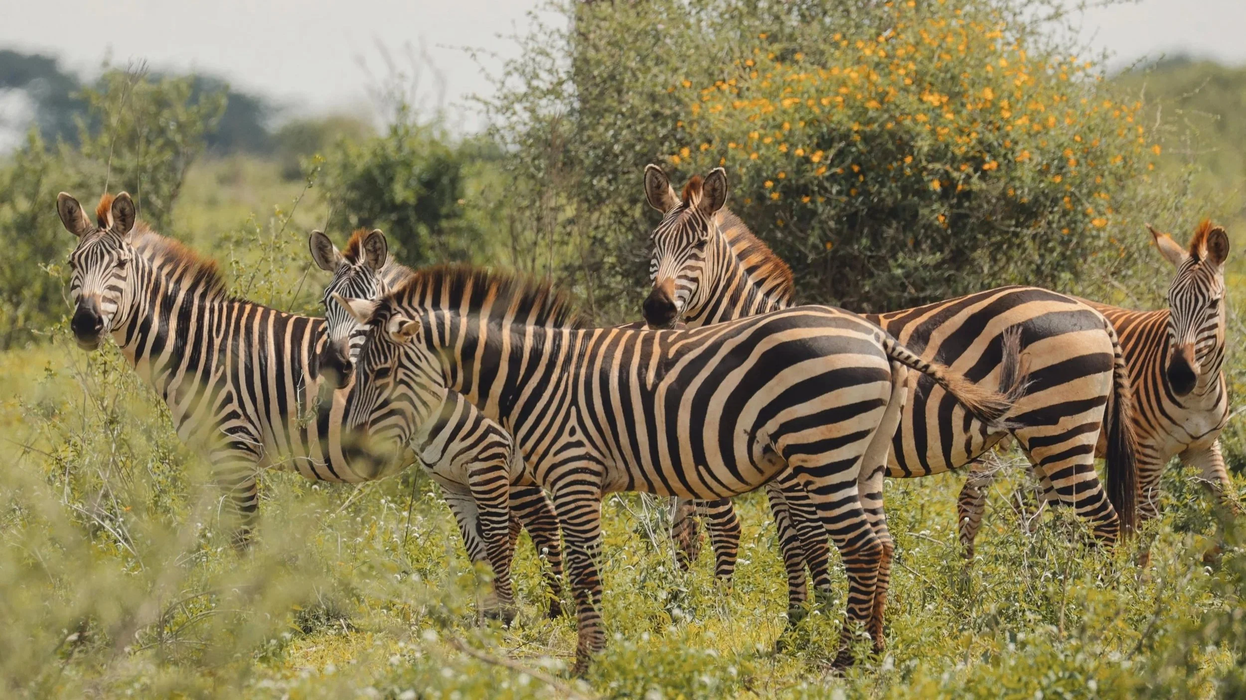 Explore Tanzania Like a Pro: Essential Travel Tips for First-Timers Visiting Tanzania