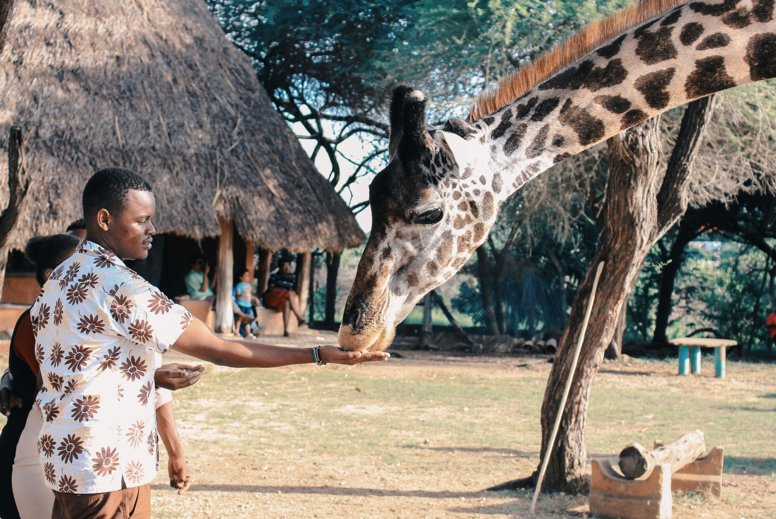 A traveler feeding a giraffe in Kenya